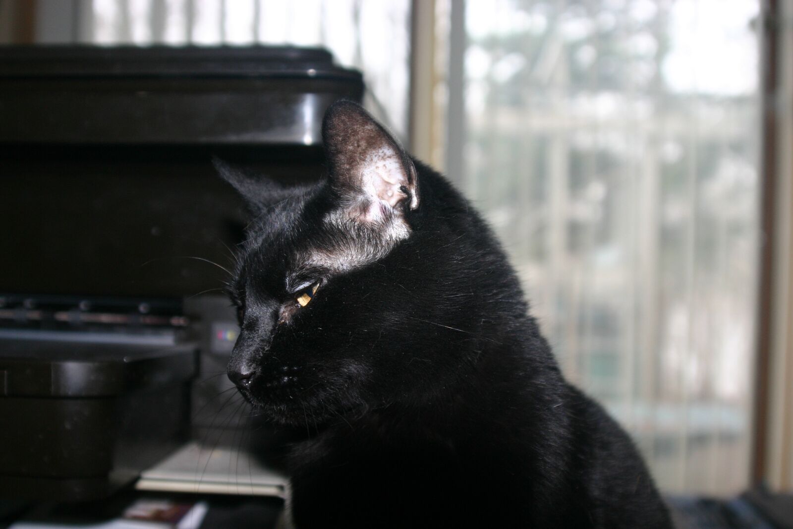 Canon EOS 300D (EOS Digital Rebel / EOS Kiss Digital) sample photo. Cat, bombay cat, black photography