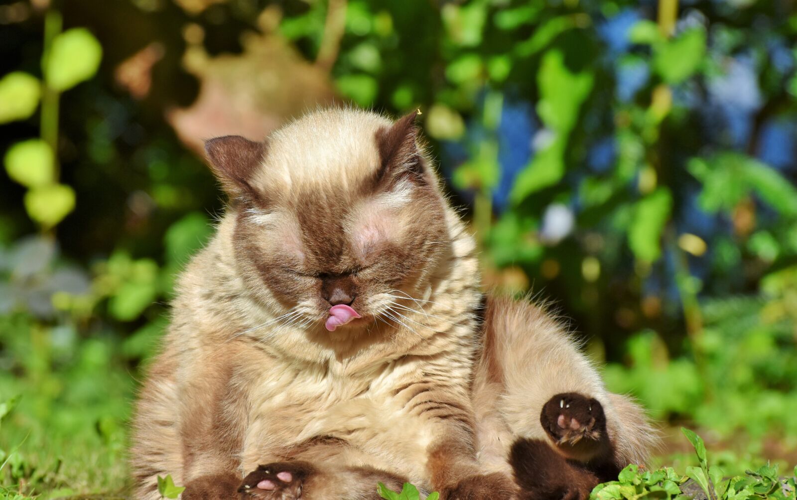 Nikon D7200 sample photo. Cat, breed cat, british photography