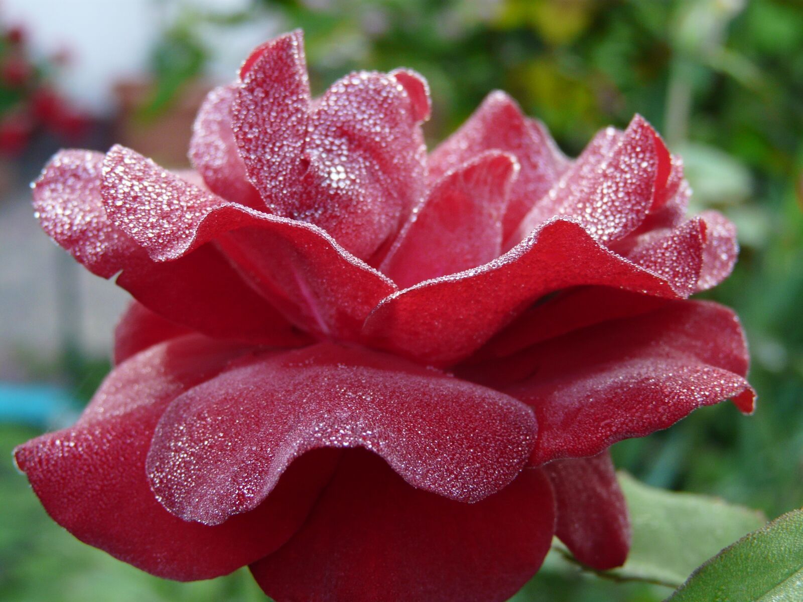 Panasonic DMC-FZ18 sample photo. Rose, rosa, morning photography