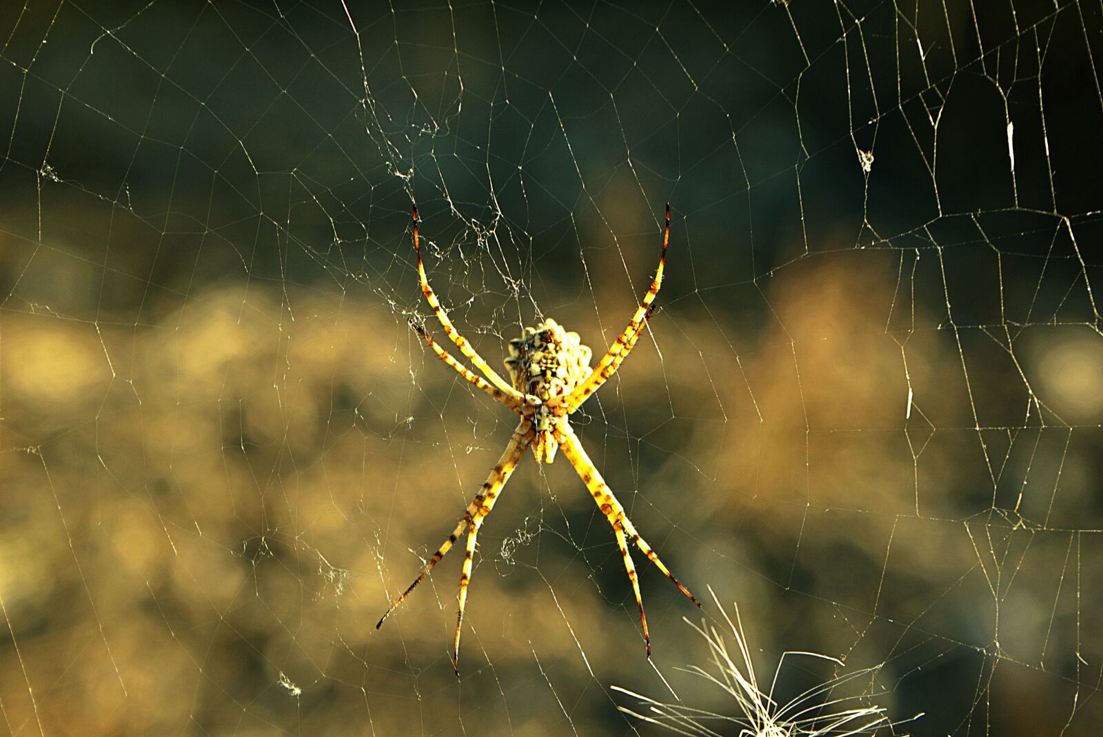 Sony a6000 sample photo. Arachnid, predator, nature photography