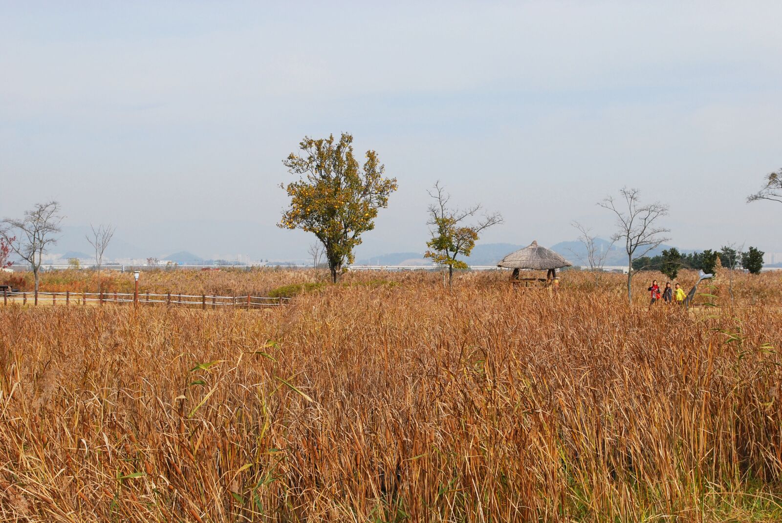 Nikon D60 sample photo. Travel, autumn, reed photography