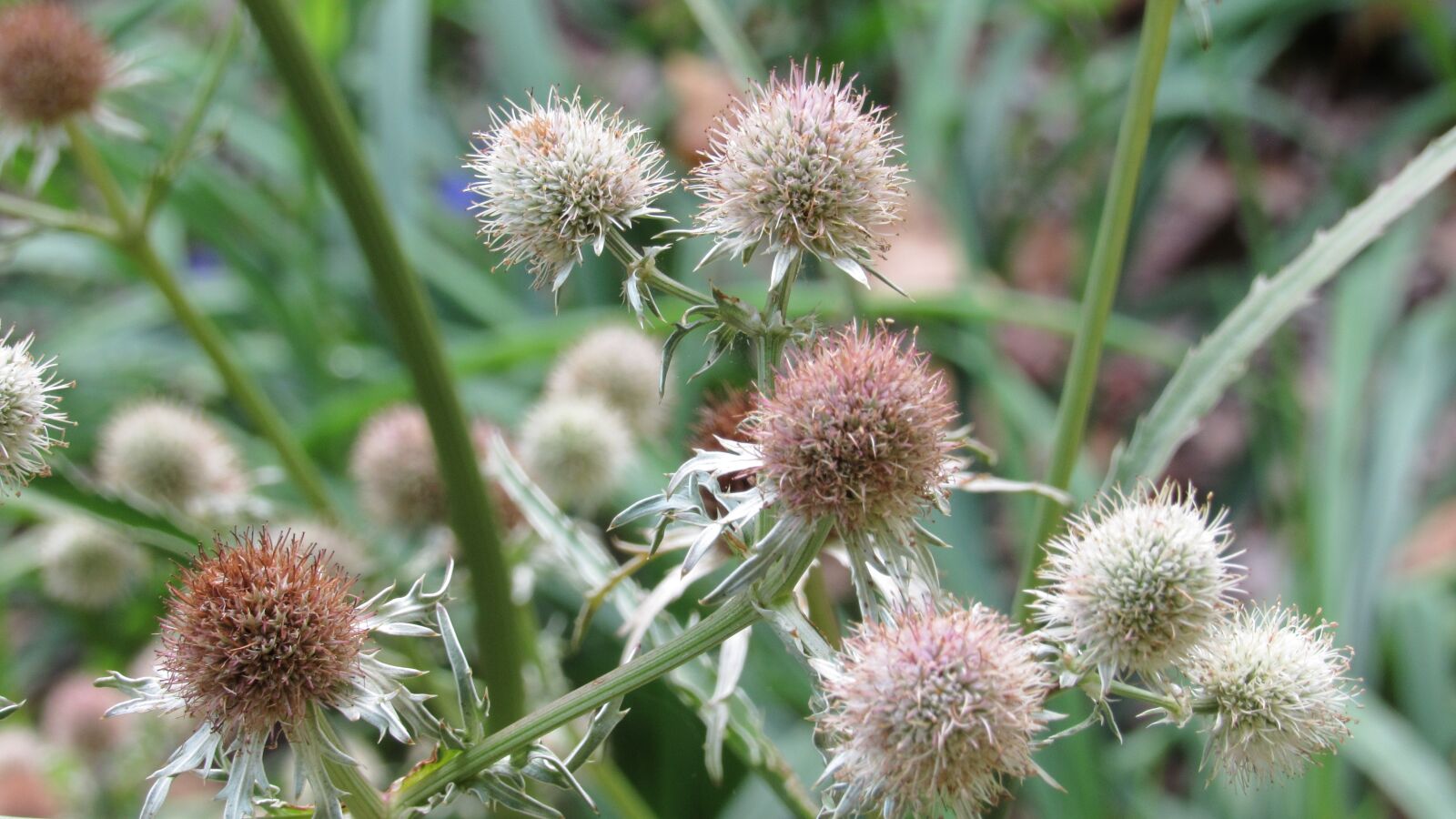 Canon PowerShot SX530 HS sample photo. Flower, plant, nature photography