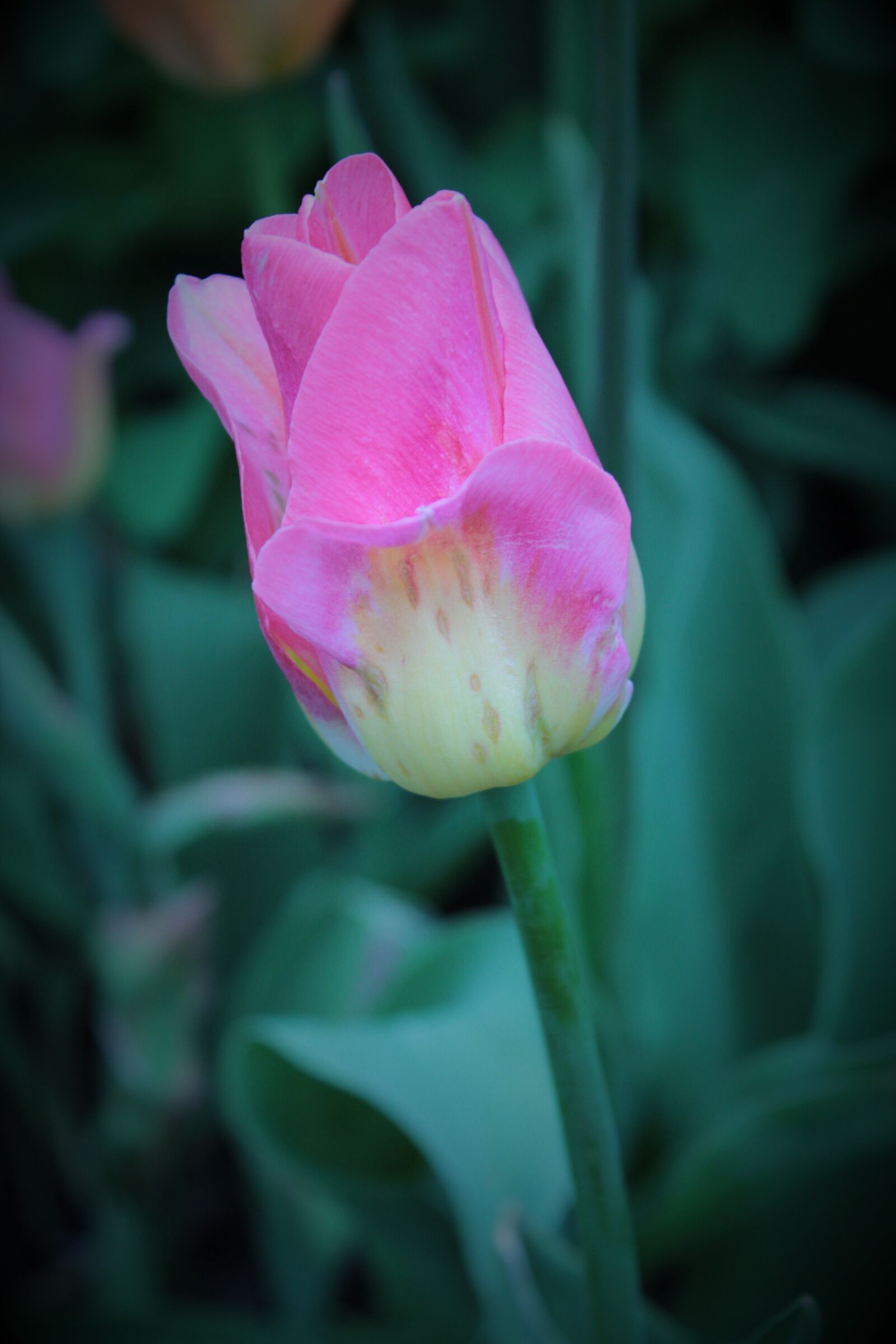 Canon EOS 1300D (EOS Rebel T6 / EOS Kiss X80) sample photo. Pink, tulip, tulips photography