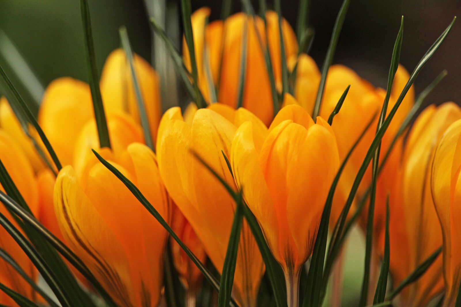 Canon EF-S 55-250mm F4-5.6 IS STM sample photo. Crocus, fr hlingsbl her photography