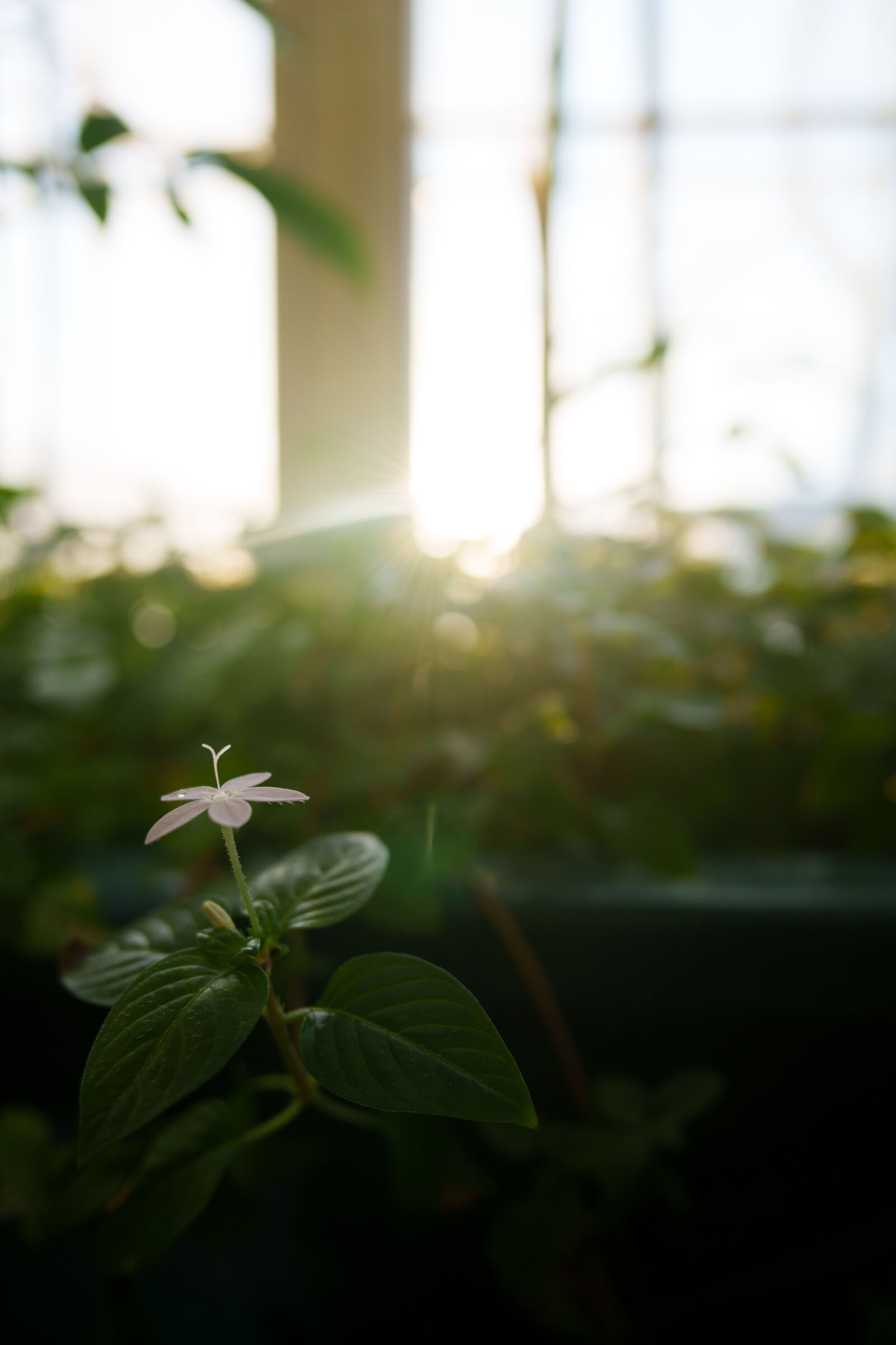 Samyang Remaster Slim 21mm F3.5 sample photo. New life photography