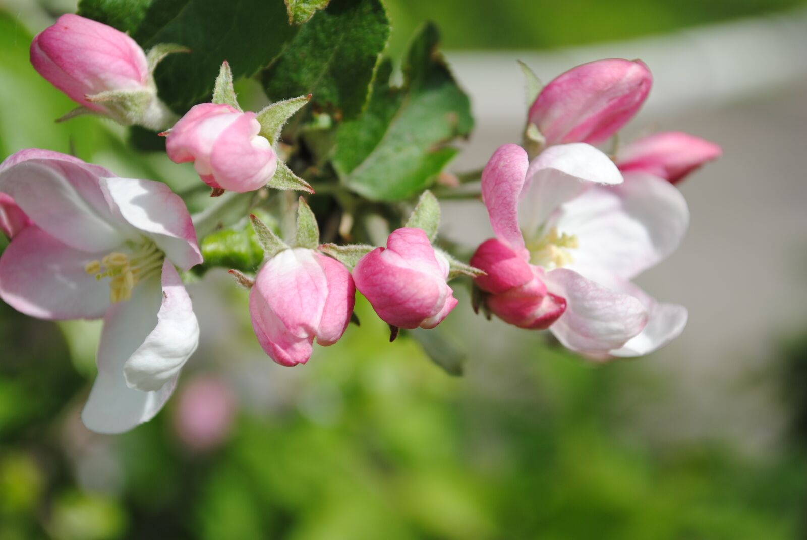 Nikon D3000 sample photo. Apple tree, garden, flowers photography