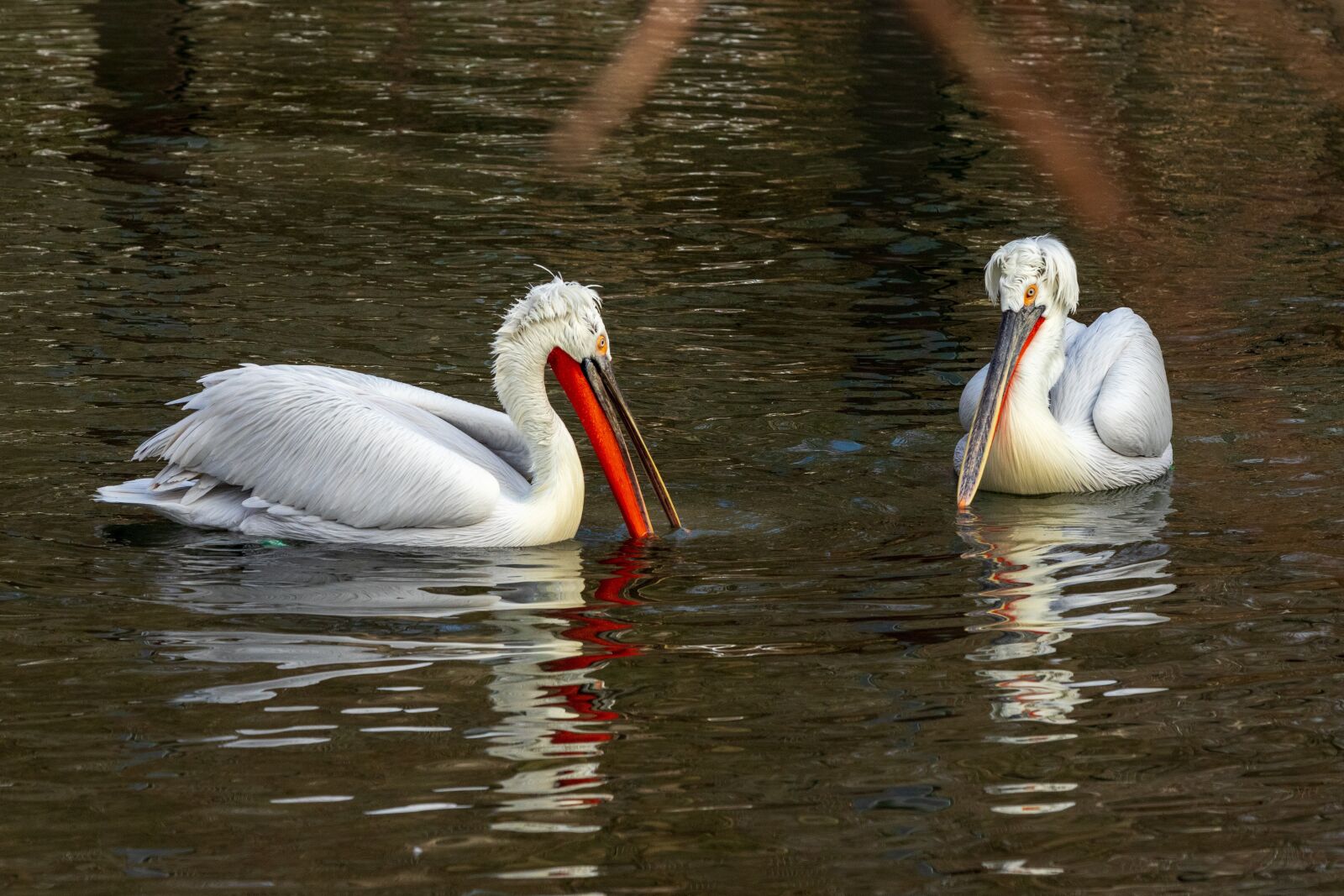 Canon EOS 6D Mark II sample photo. Pelicans, two, water photography