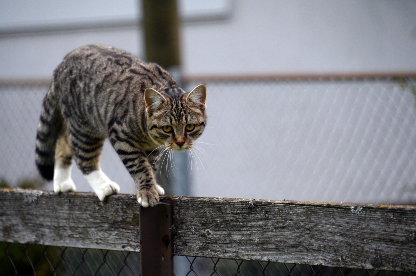 Nikon D4 sample photo. Cat, animal, pet photography