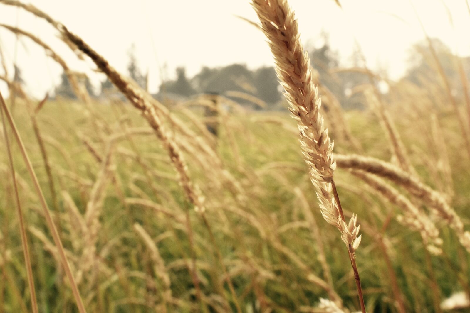 Nikon D3400 sample photo. Hay, field, yellow photography