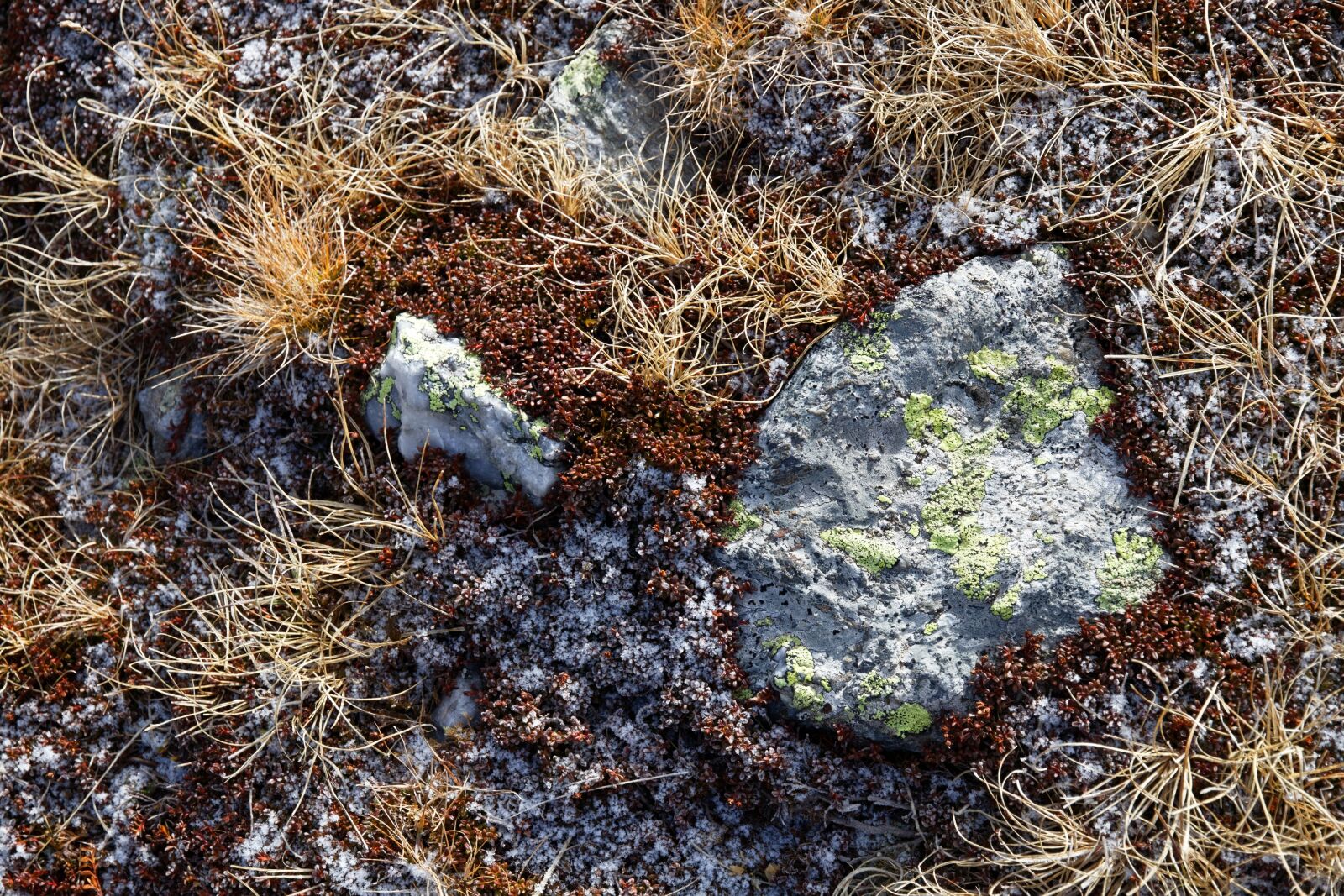 Canon EOS 80D sample photo. Weave, stone, frost photography
