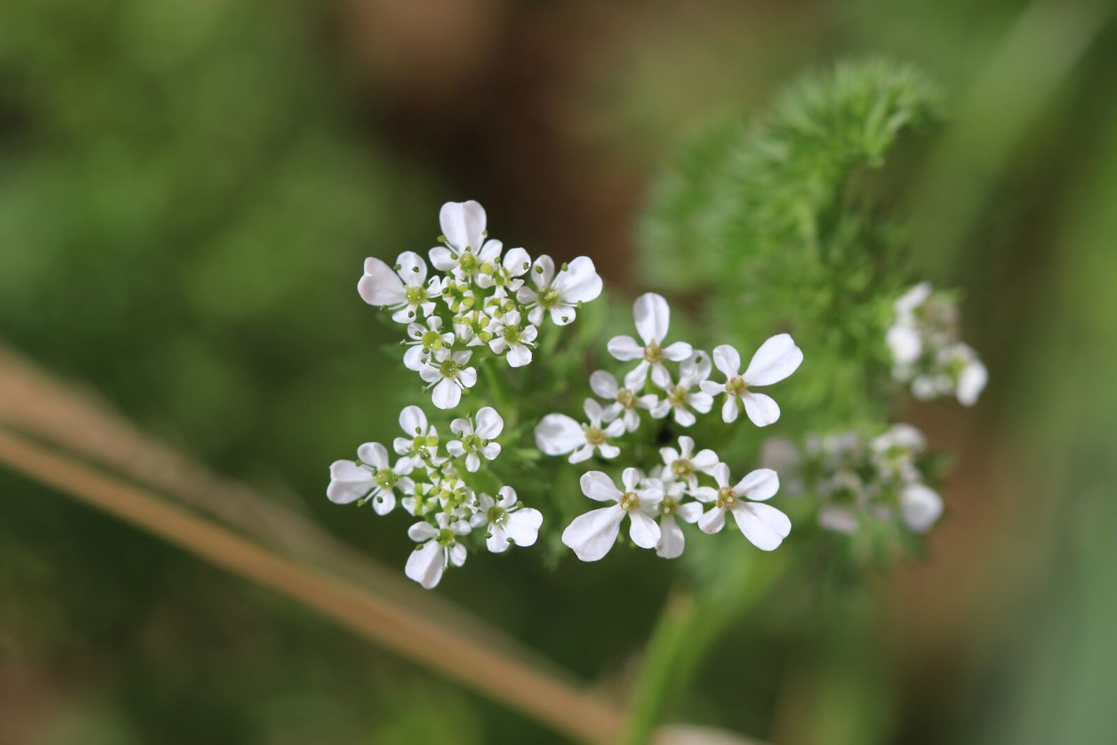 Canon EOS 70D + Canon EF 100mm F2.8 Macro USM sample photo. Green, white, flower photography