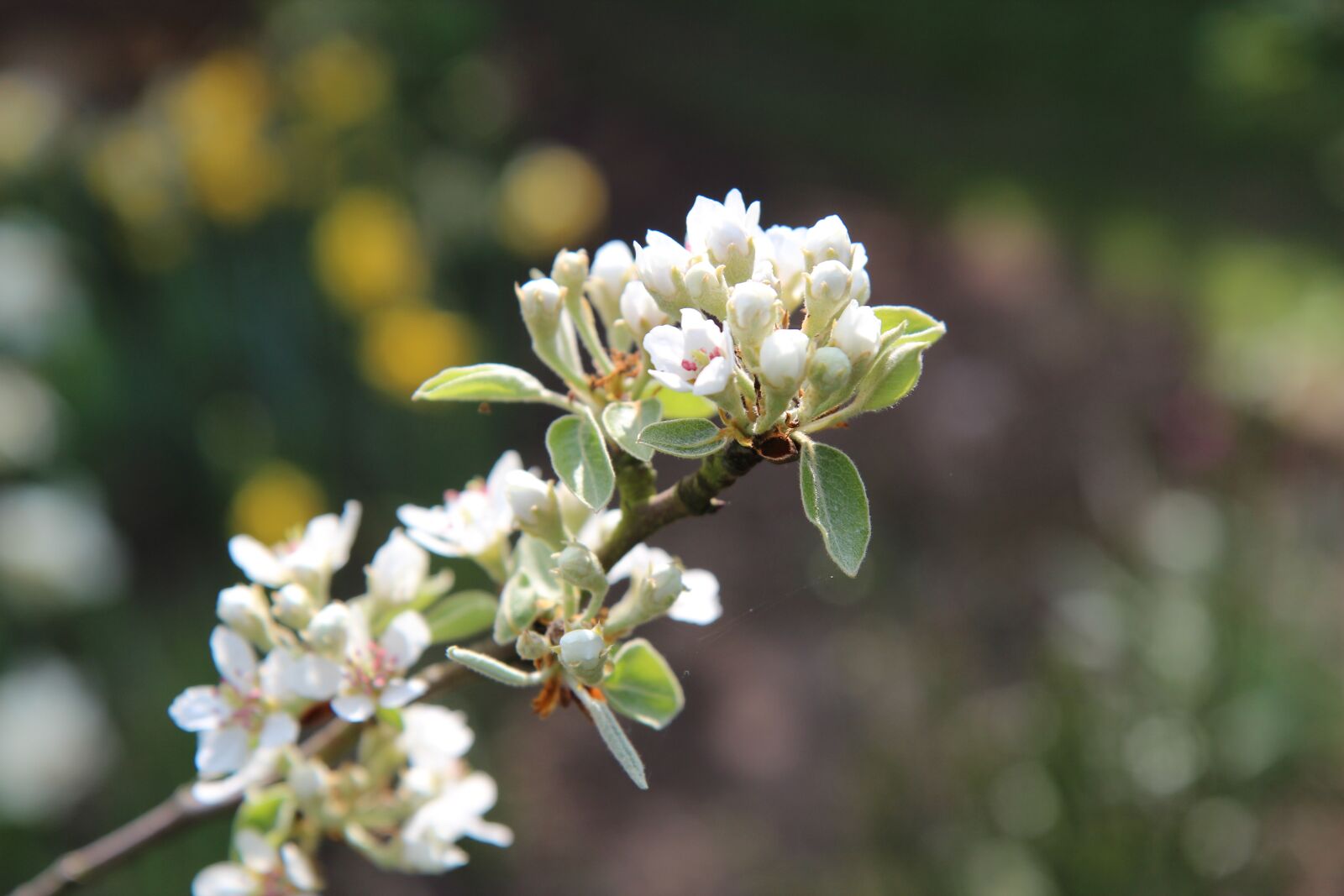 Canon EOS 600D (Rebel EOS T3i / EOS Kiss X5) sample photo. Poirier, flower of pear photography