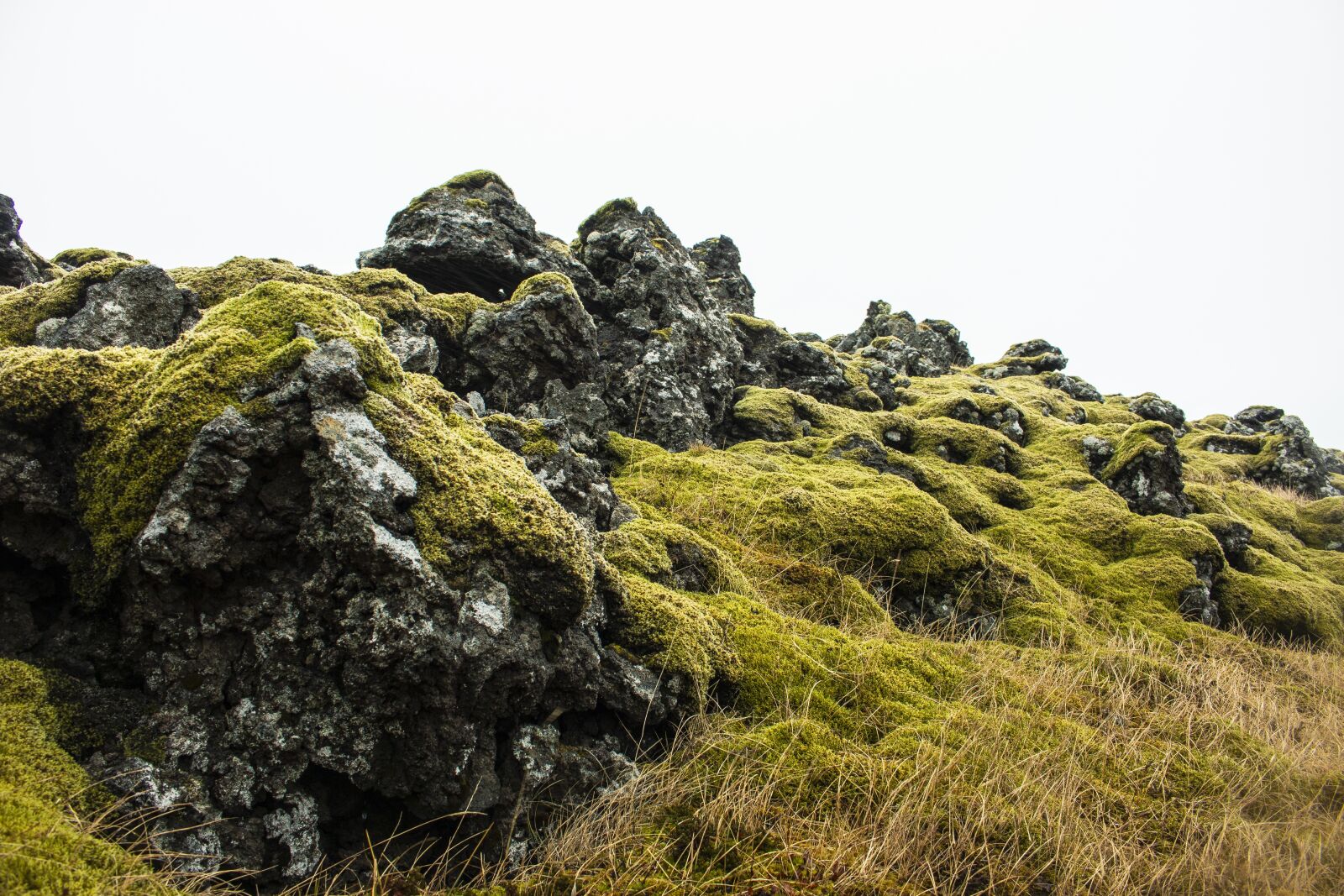 Canon EOS 70D sample photo. Iceland, moss, green photography