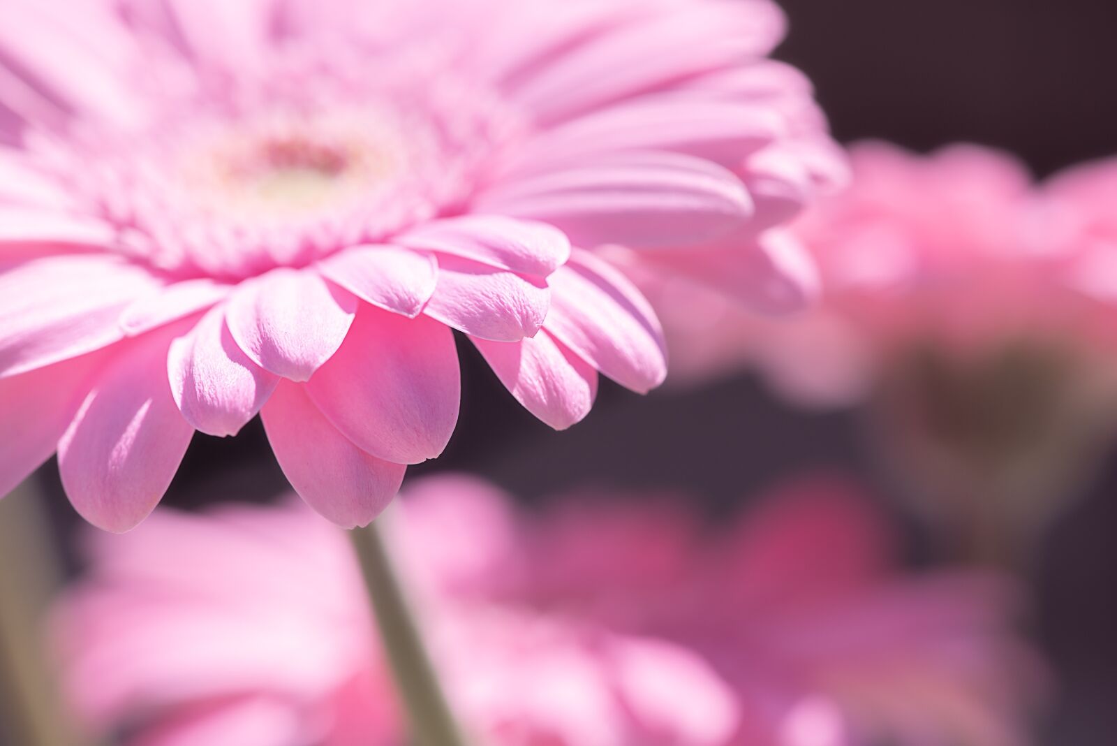 Nikon D750 sample photo. Marguerite, flower, pink photography