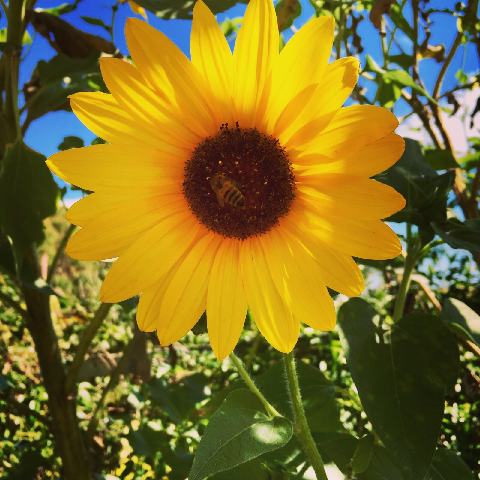 Apple iPhone 6s sample photo. Bee, sunflower, yellow photography