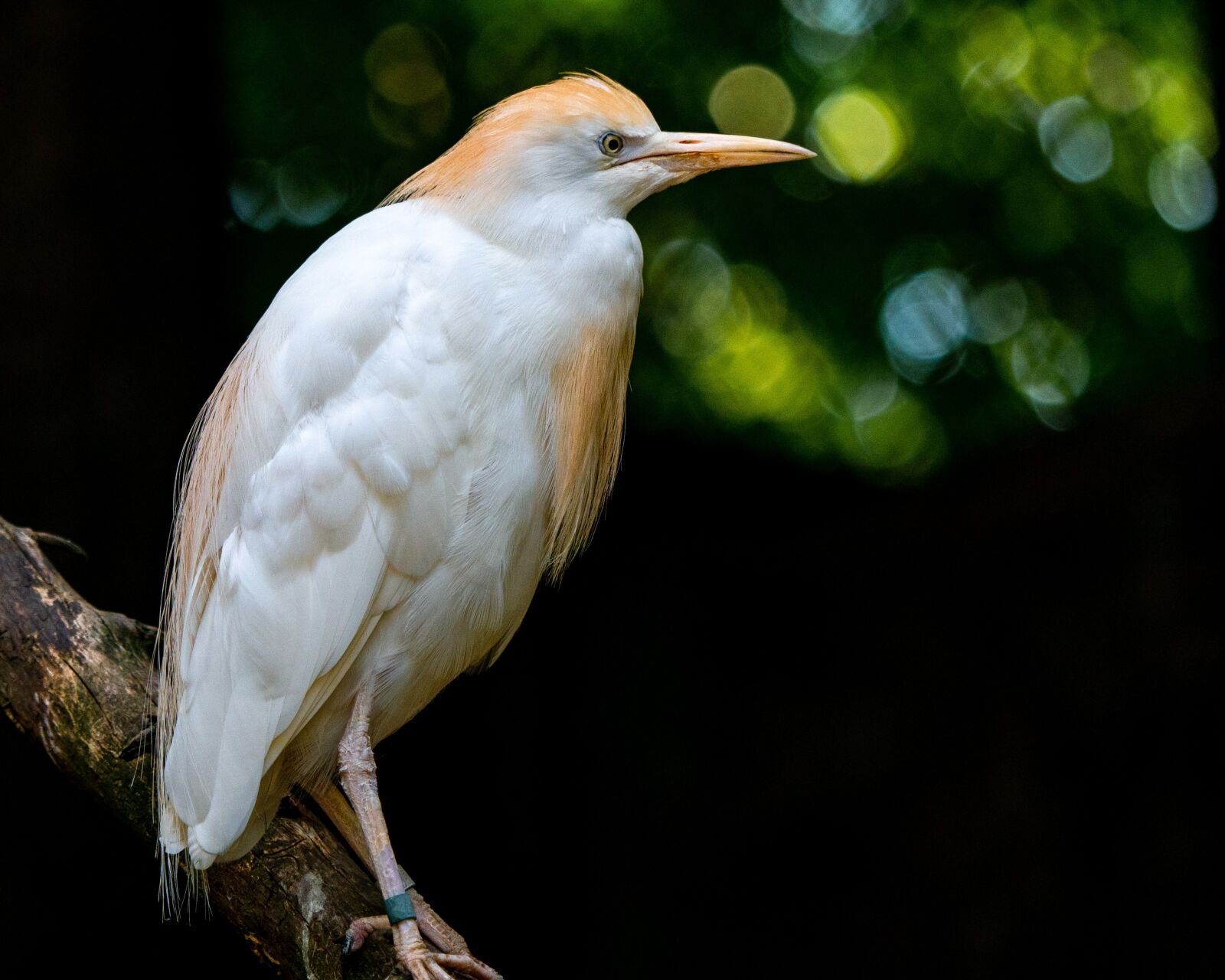LUMIX G VARIO 100-300/F4.0-5.6II sample photo. Bird, heron, cattle egret photography