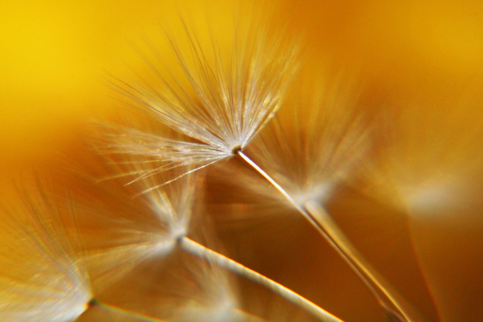 Canon EOS 2000D (EOS Rebel T7 / EOS Kiss X90 / EOS 1500D) sample photo. Dandelions, dandelion, seeds photography
