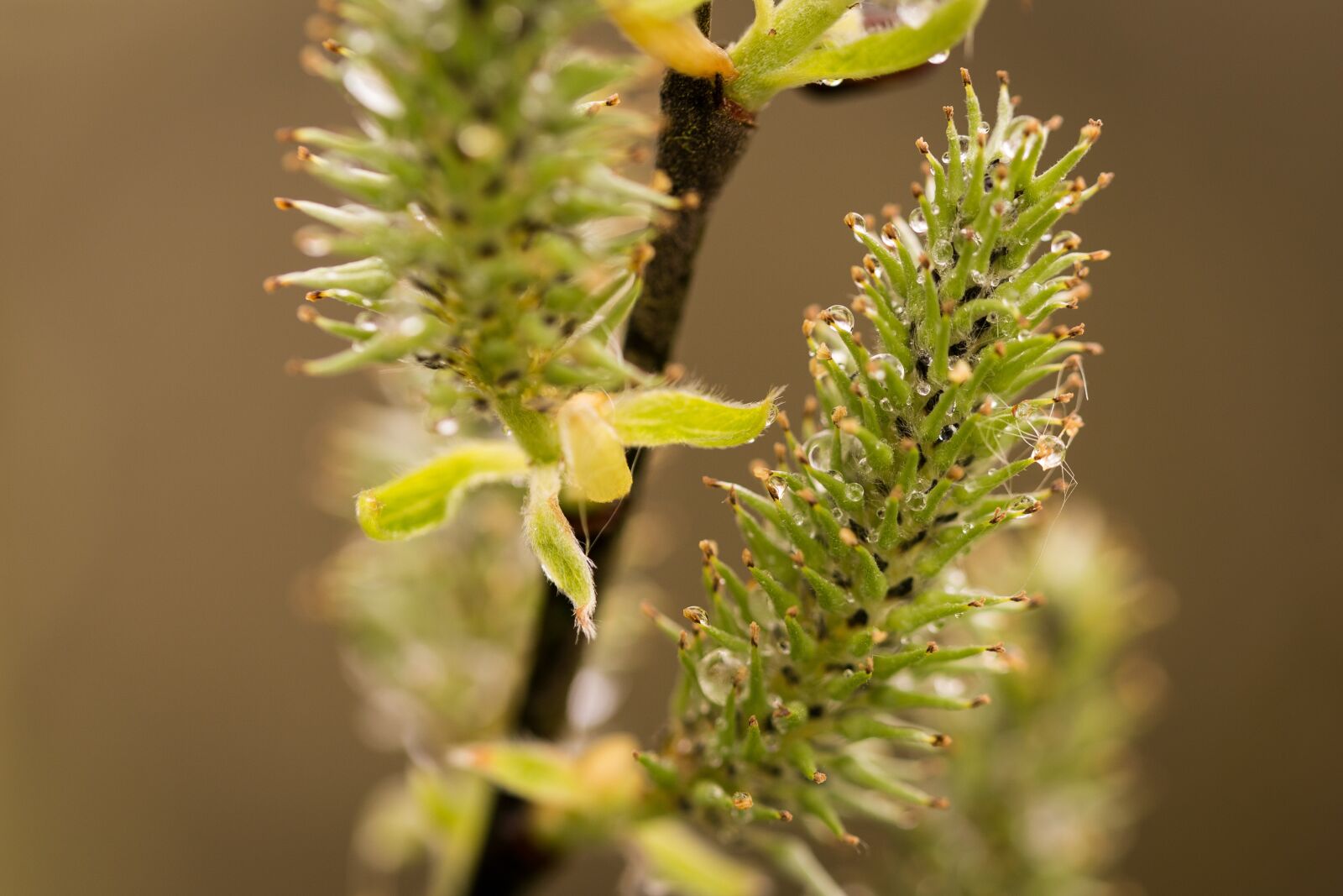 Canon EOS 6D sample photo. Willow catkin, branch, wet photography