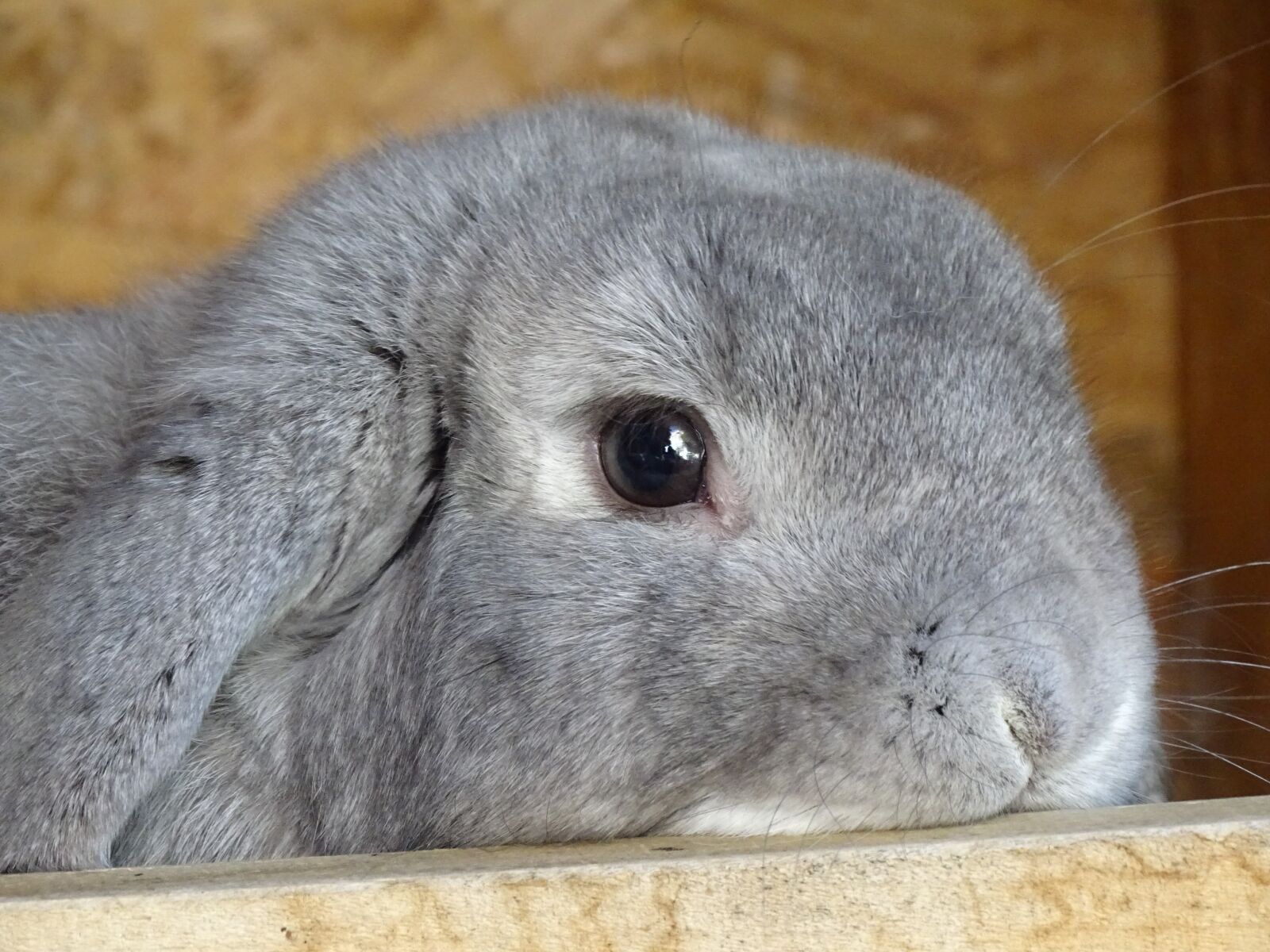 Sony Cyber-shot DSC-HX350 sample photo. Dwarf aries chinchilla-white, hare photography