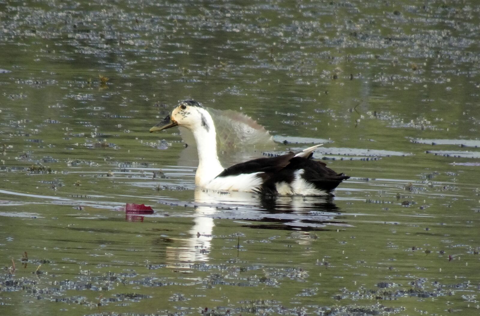 Sony Cyber-shot DSC-HX90V sample photo. Duck, bird, knob-billed duck photography