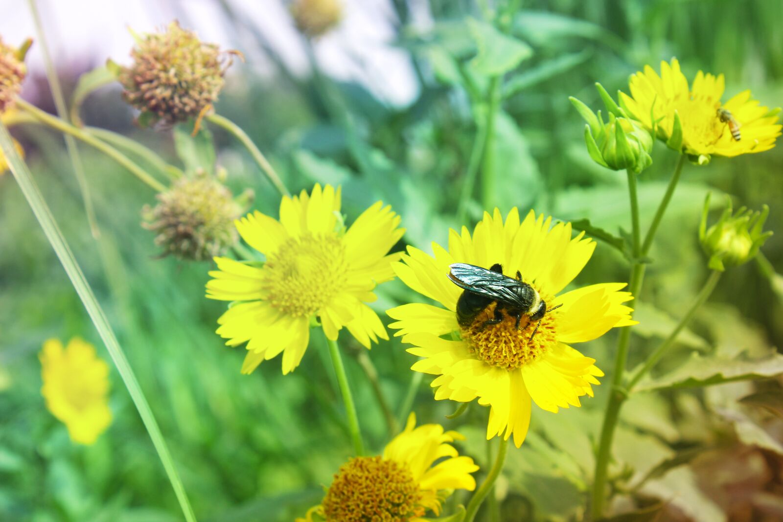Canon EOS 600D (Rebel EOS T3i / EOS Kiss X5) sample photo. Flower, closeup, garden photography