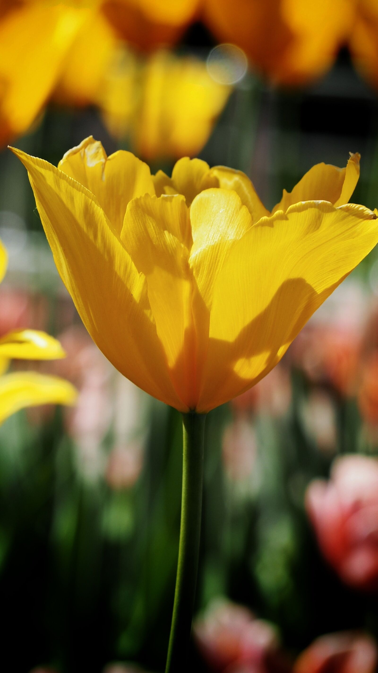 Olympus OM-D E-M10 II sample photo. Tulip, flower, blossom photography