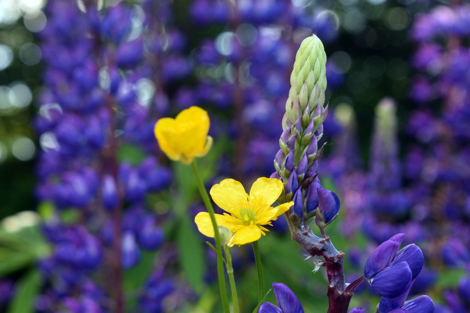 Nikon D3400 sample photo. Lupine, field, flower photography