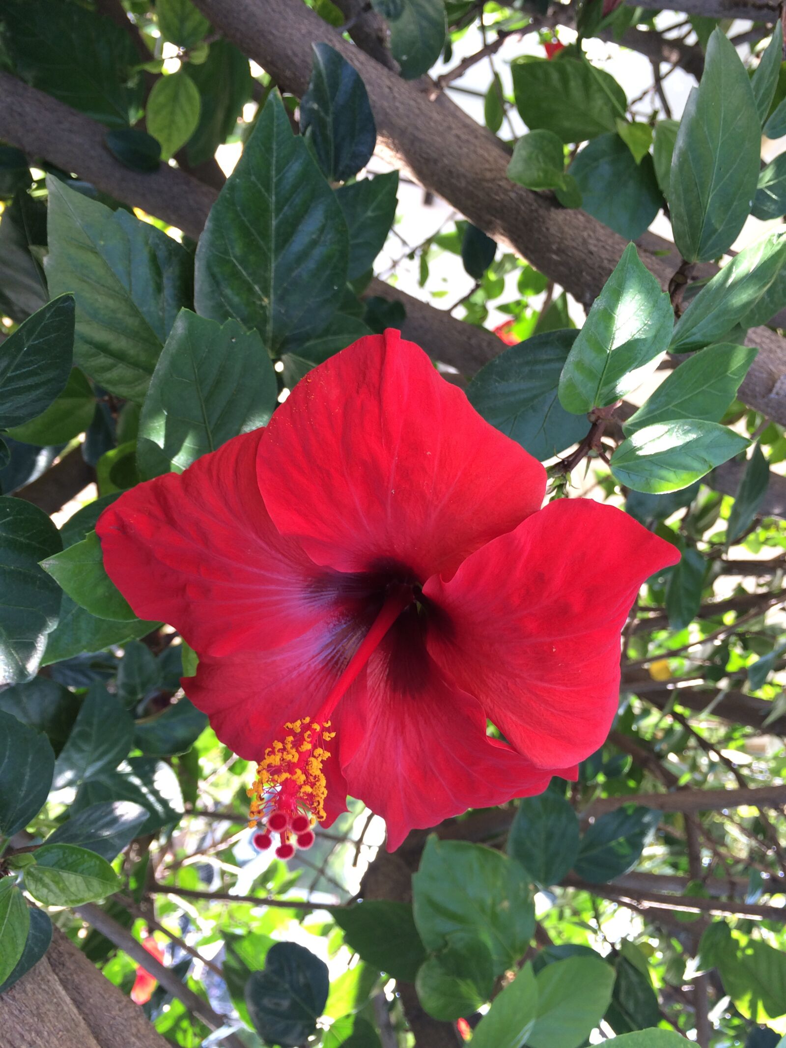 iPhone 5s back camera 4.15mm f/2.2 sample photo. Flower, hibiscus, red photography