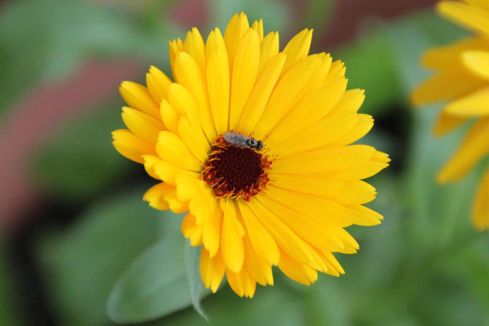 Canon EOS 500D (EOS Rebel T1i / EOS Kiss X3) sample photo. Marigold, yellow, blossom photography