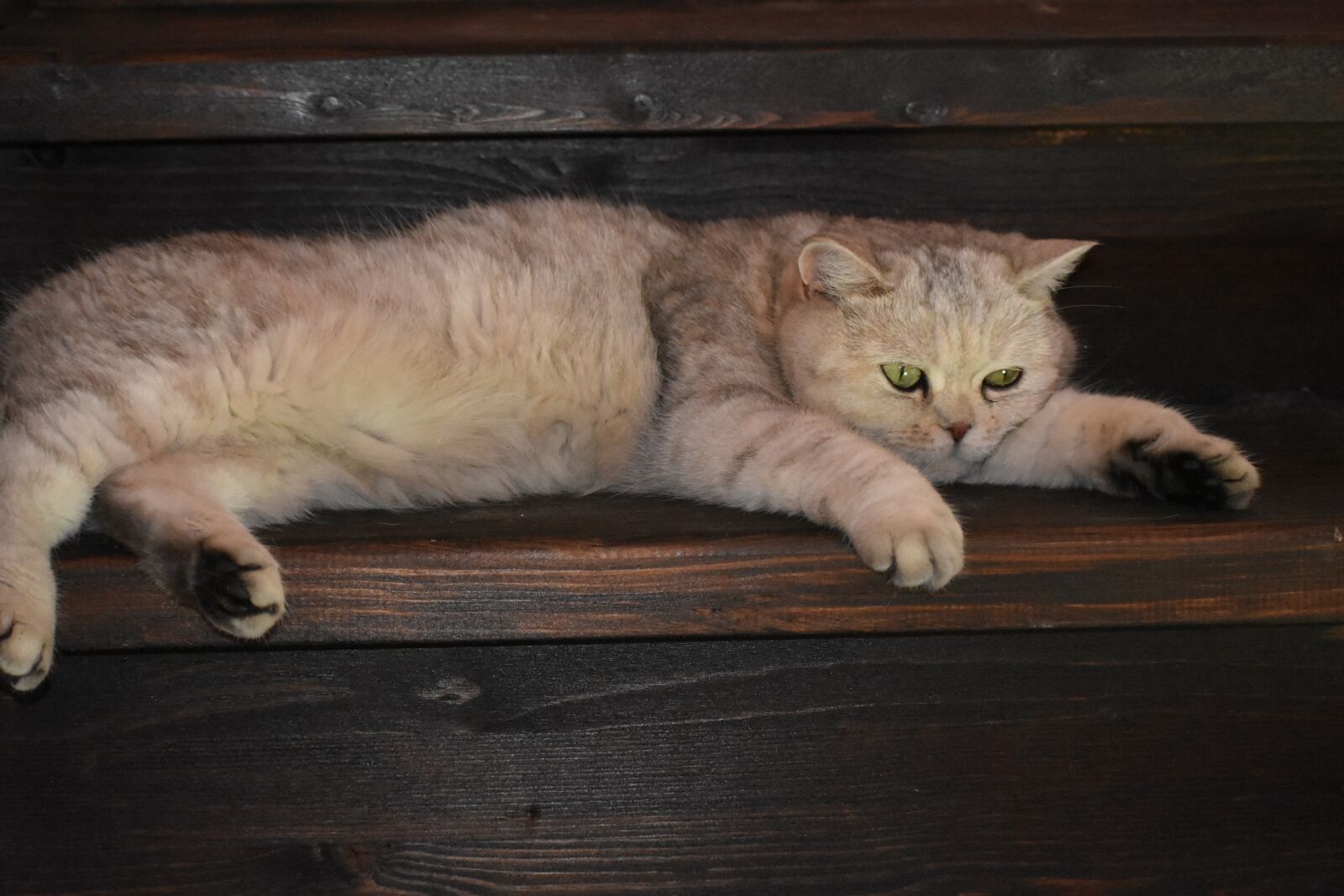 Nikon D3400 sample photo. Cat, resting, stage photography