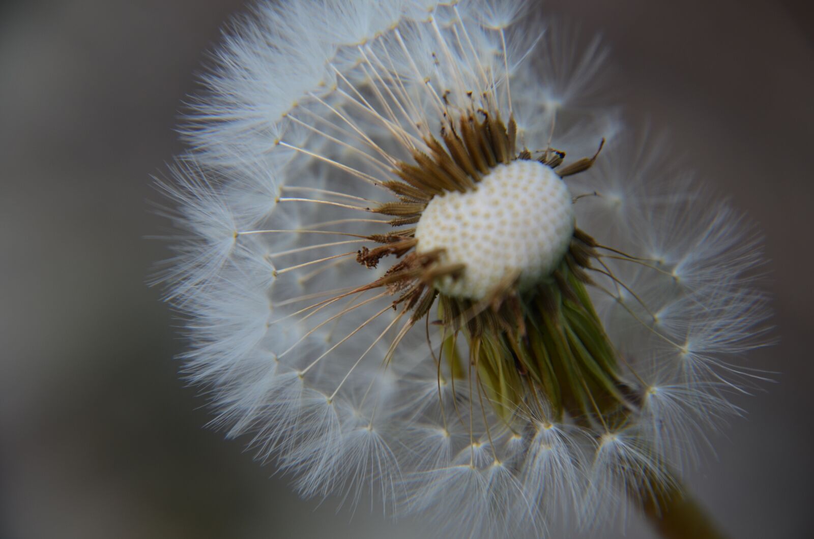 Nikon D5100 sample photo. Dandelion, wish, nature photography