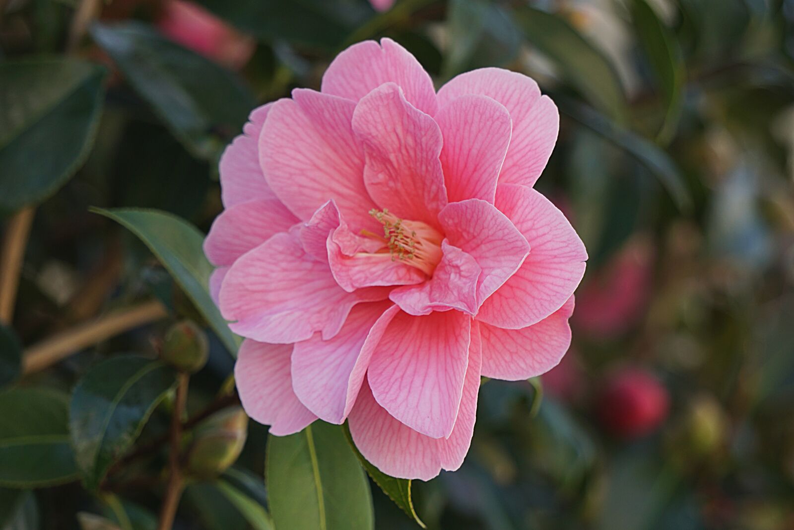 Sony a6000 sample photo. Flower, flora, japan quince photography