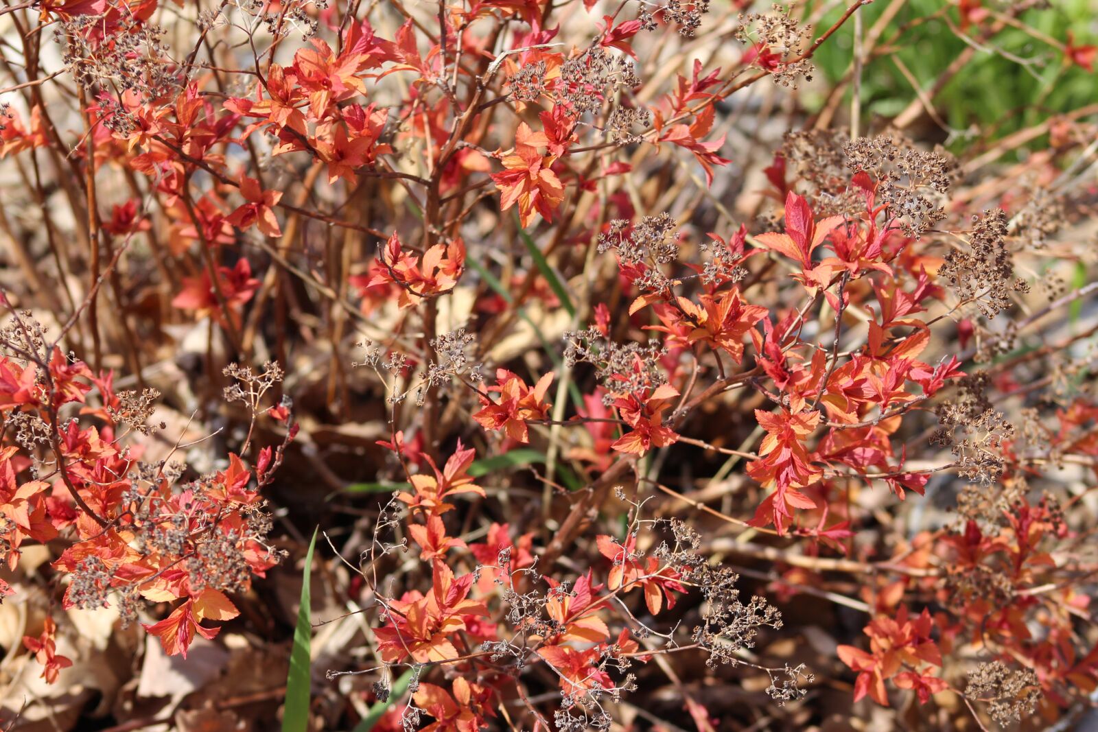 Canon EOS 700D (EOS Rebel T5i / EOS Kiss X7i) sample photo. Bush, colorful, foliage photography