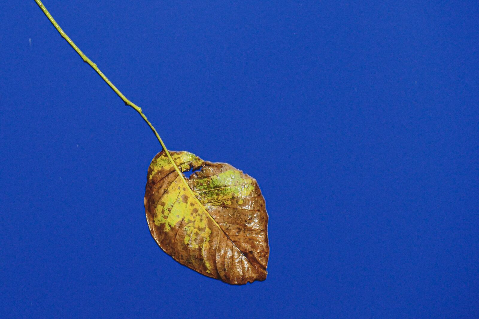 Panasonic Lumix DMC-FZ1000 sample photo. Leaf, autumn, nature photography