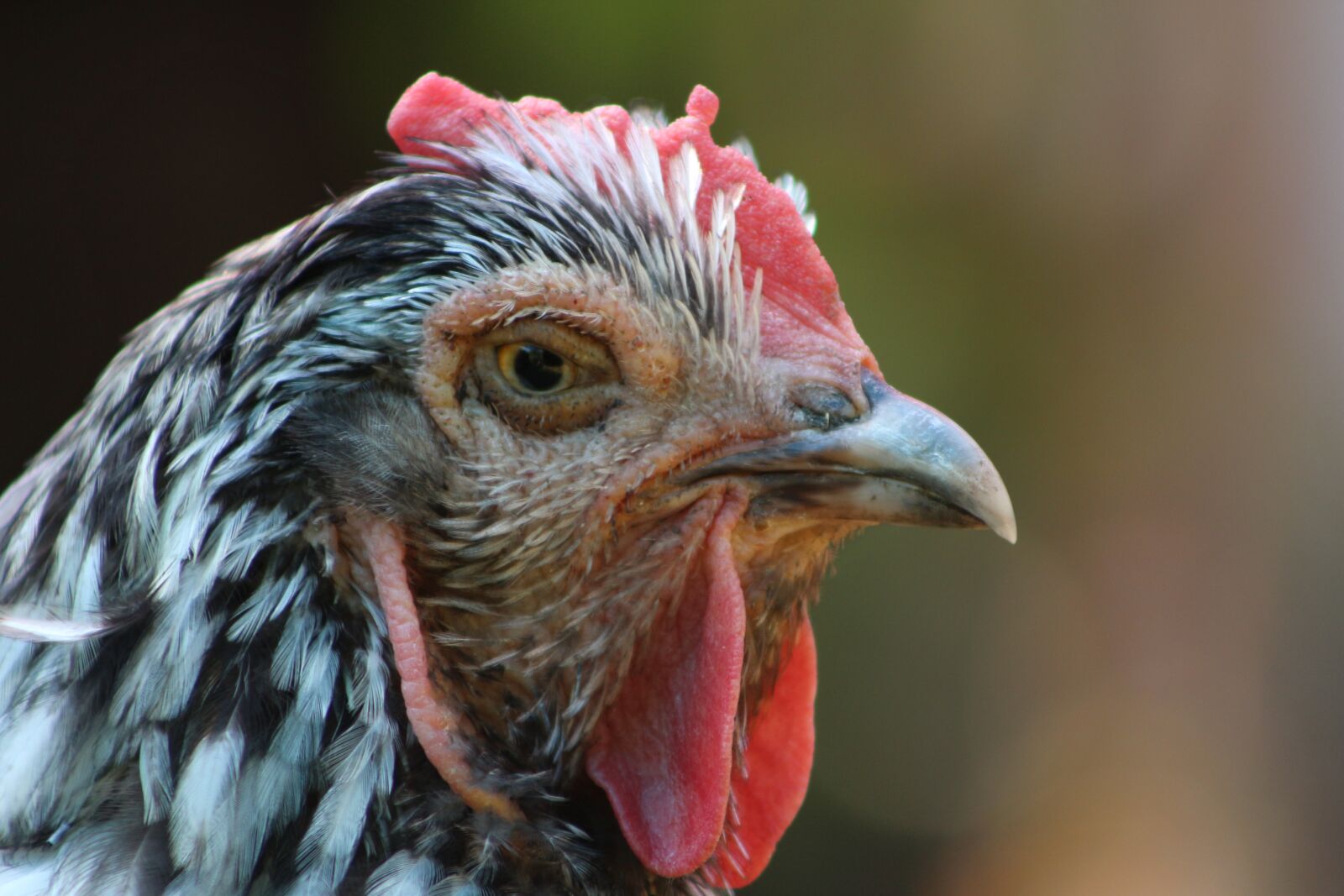 Canon EF75-300mm f/4-5.6 sample photo. Chicken, hen, poultry photography
