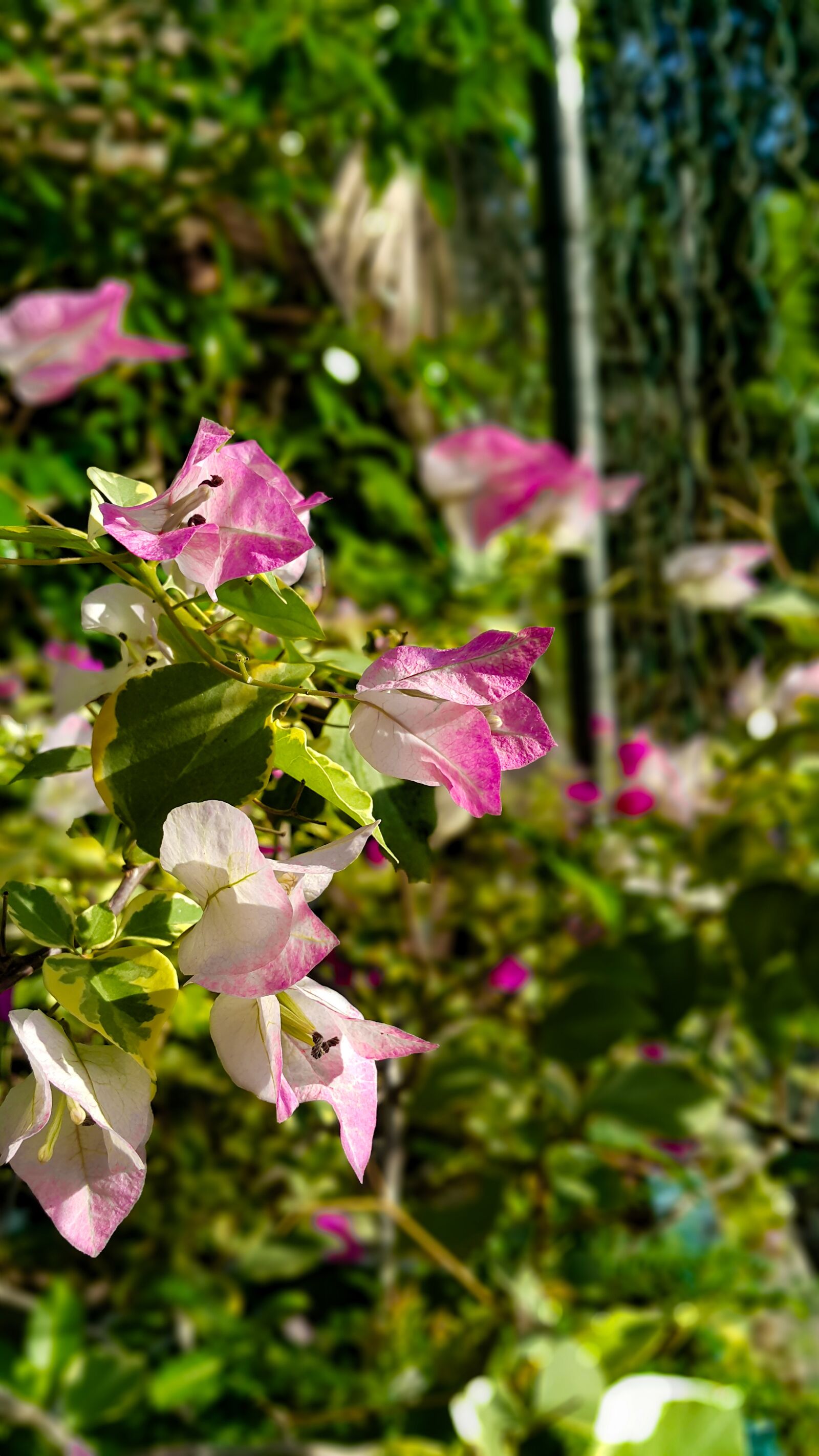 Samsung Galaxy Note4 sample photo. Flower, bougainvillea, garden photography