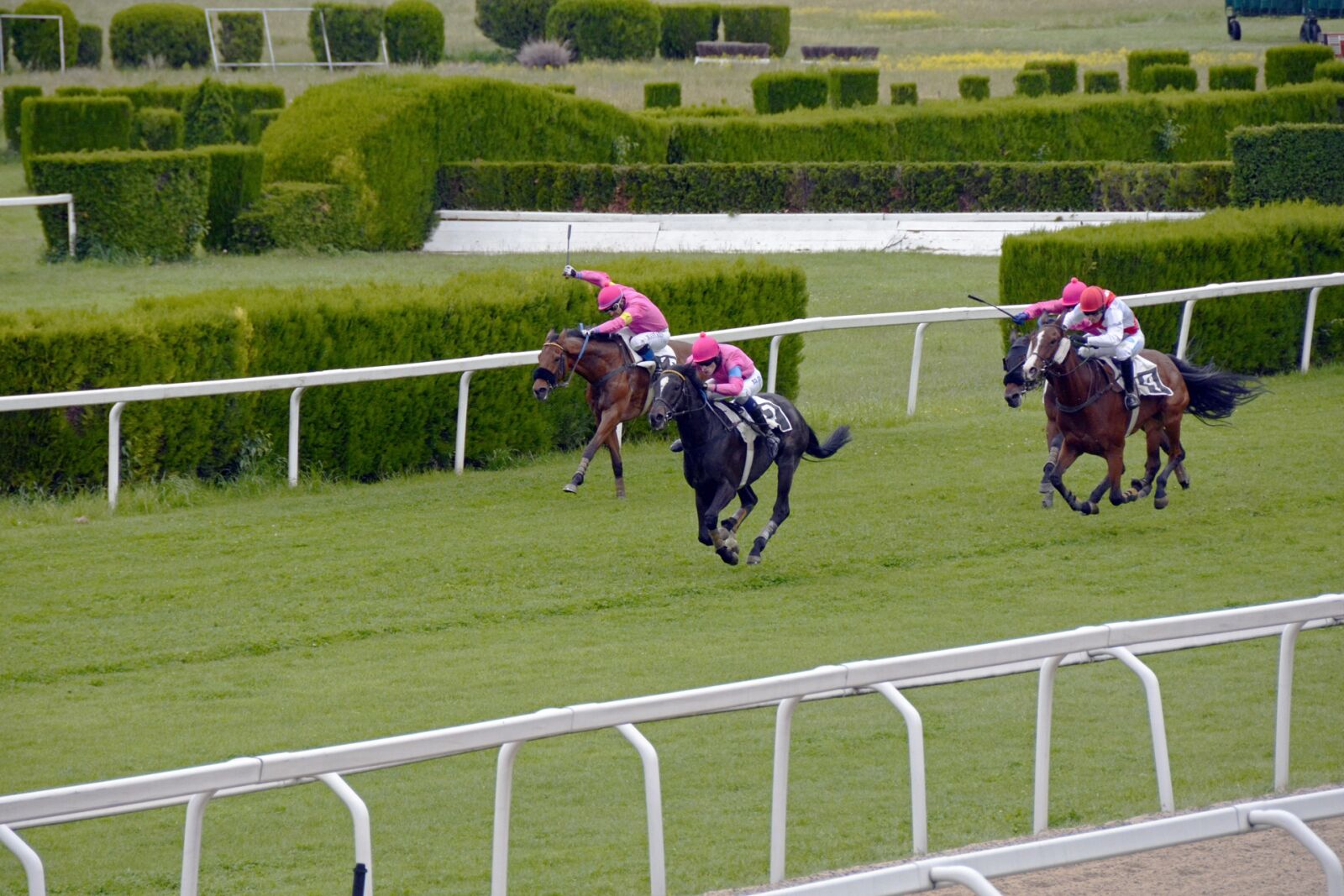 Nikon D7100 sample photo. Horse racing, racecourse, competition photography