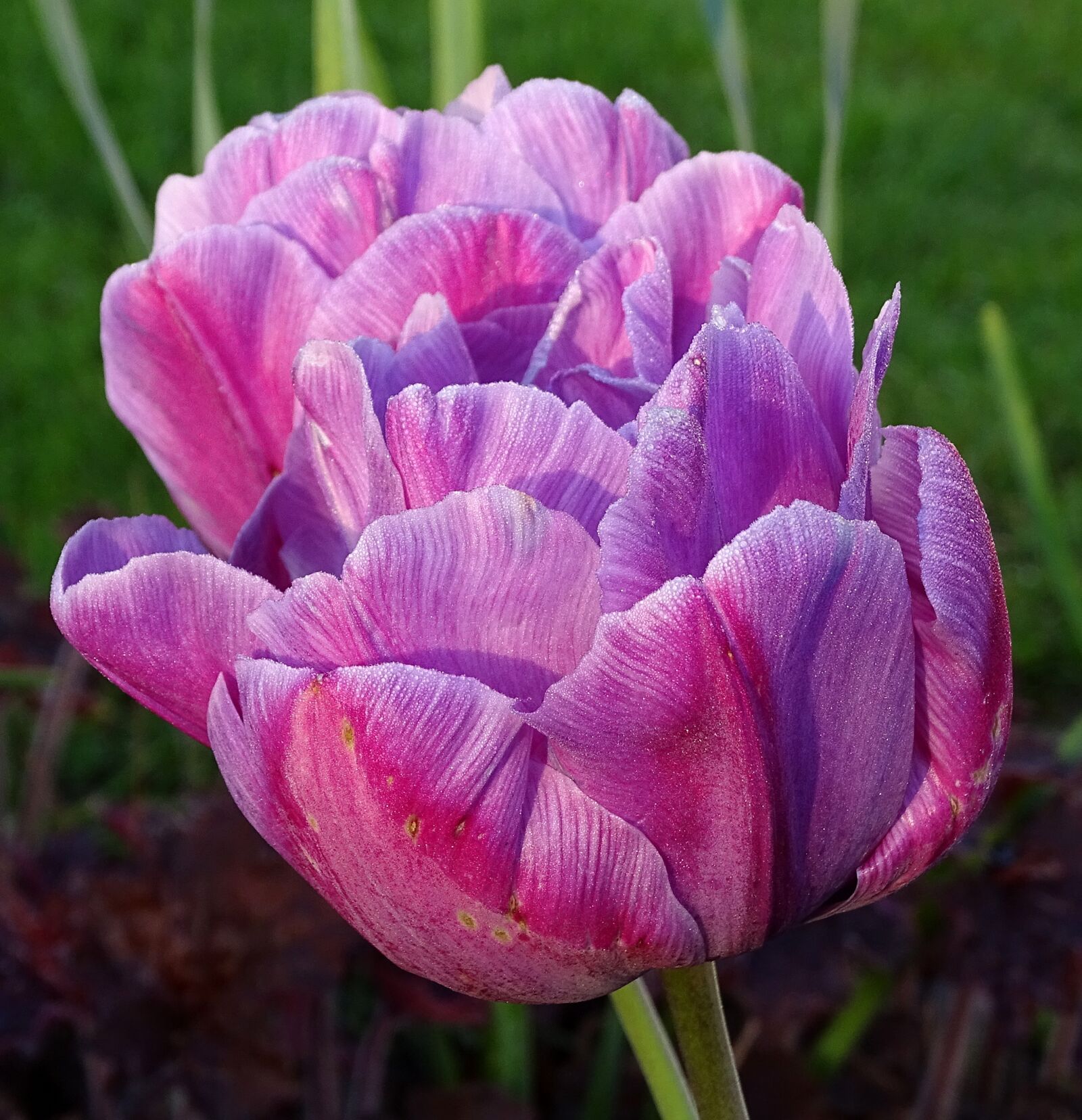 Sony Cyber-shot DSC-HX400V sample photo. Flower, tulip, blossom photography