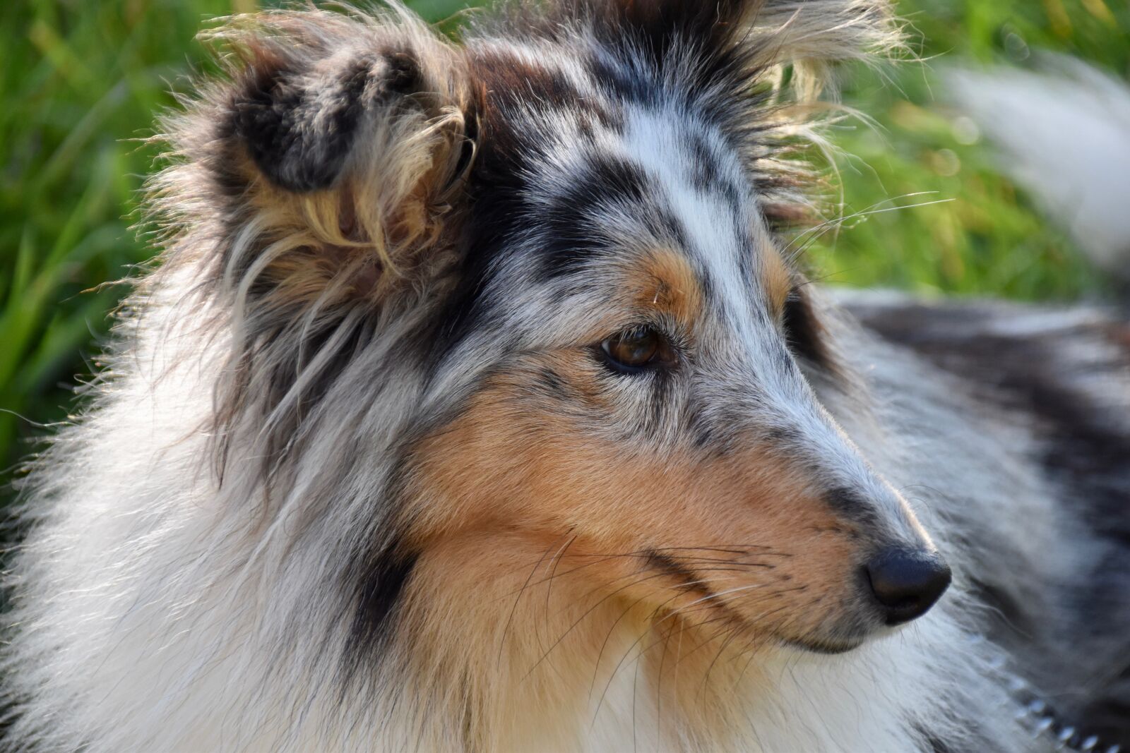 Nikon D5600 sample photo. Dog, bitch, shetland sheepdog photography