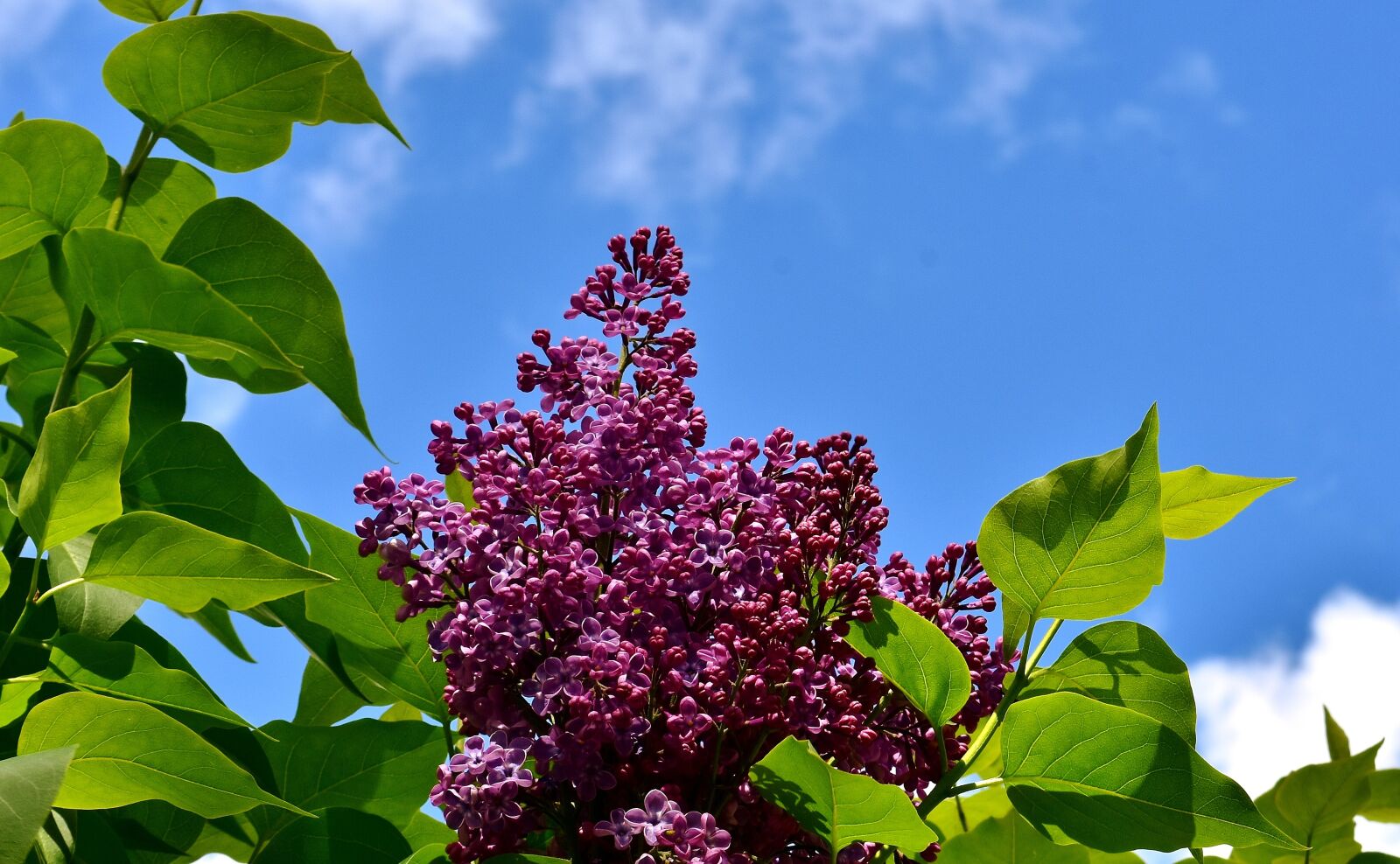 Nikon D7200 sample photo. Lilac, bush, bloom photography