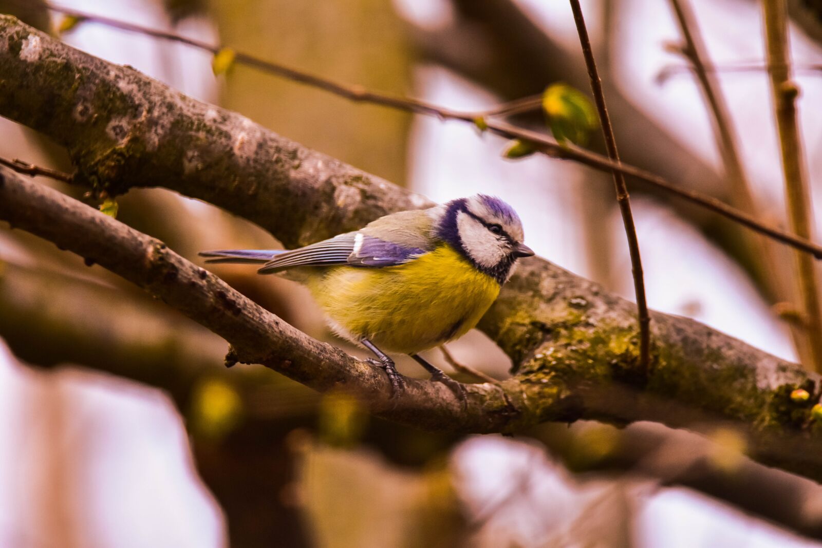 Tamron SP 150-600mm F5-6.3 Di VC USD sample photo. Bird, nature, tit photography