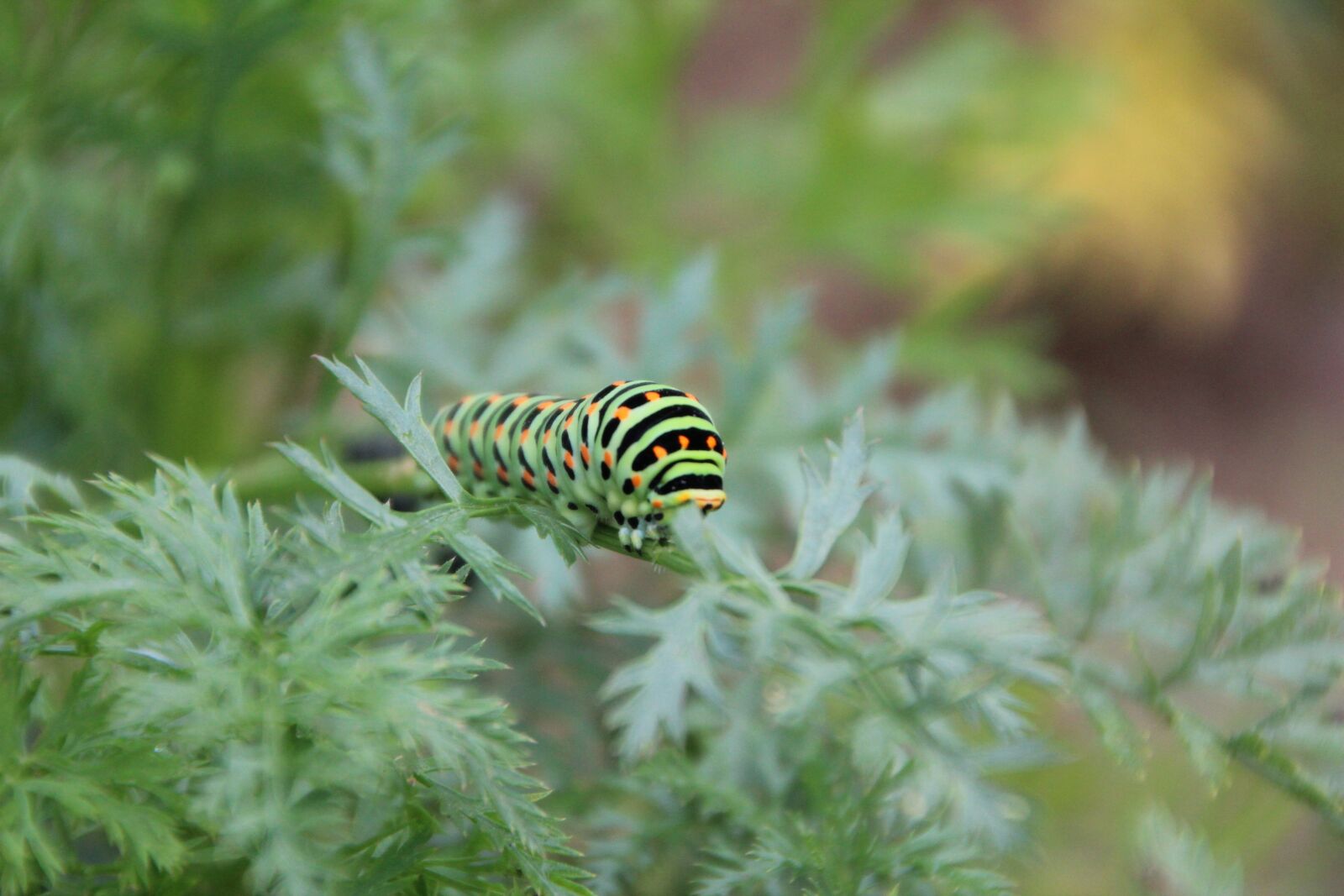 Canon EOS 600D (Rebel EOS T3i / EOS Kiss X5) sample photo. Caterpillar swallowtail, caterpillar, insect photography