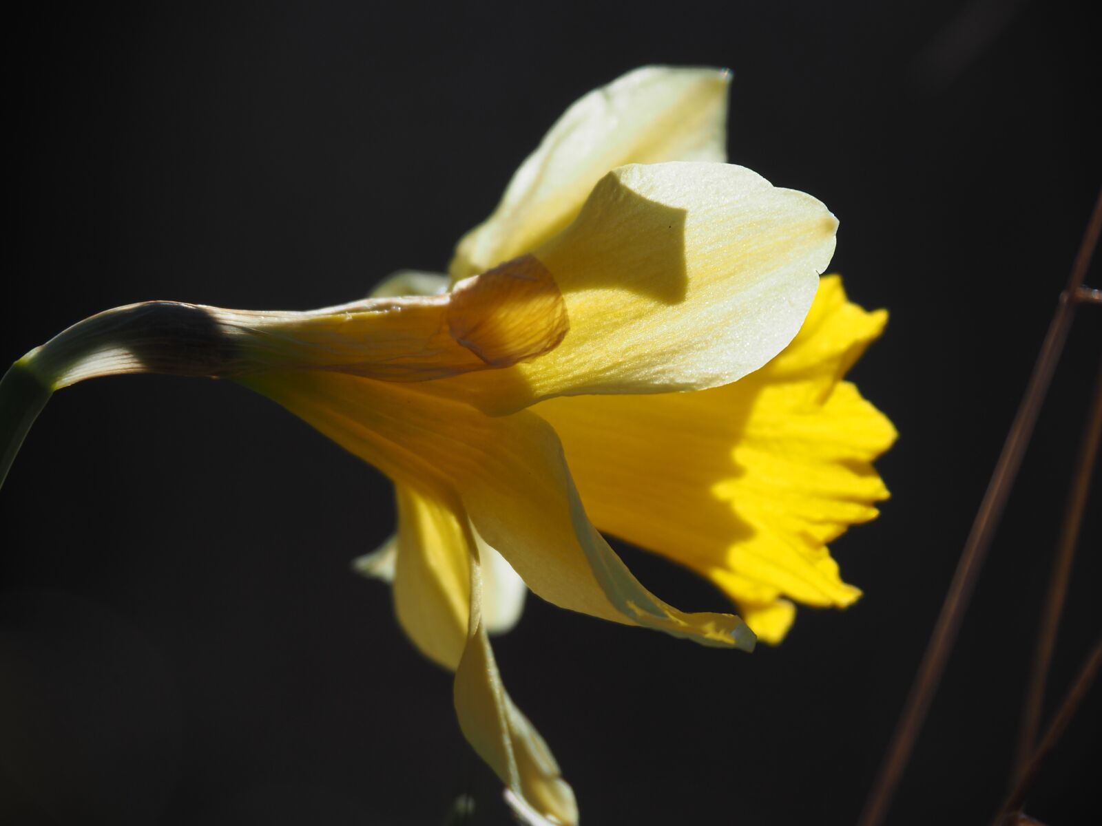 Olympus OM-D E-M10 II sample photo. Spring, narcis, flower photography