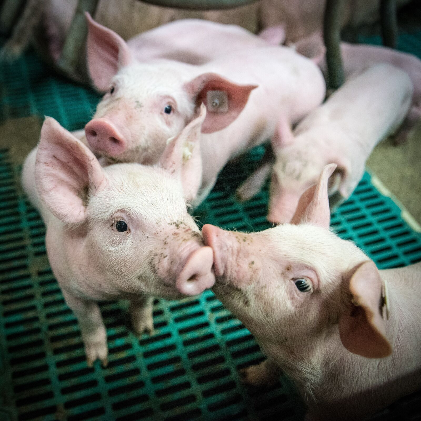 Nikon D750 sample photo. Piglet, piglet barn, stall photography