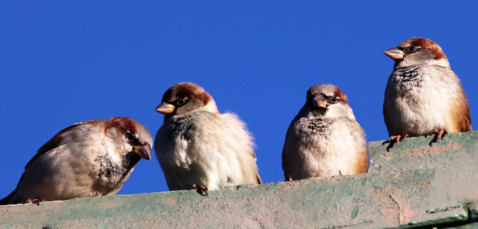 Canon EOS 800D (EOS Rebel T7i / EOS Kiss X9i) sample photo. Birds, sparrows, perched photography