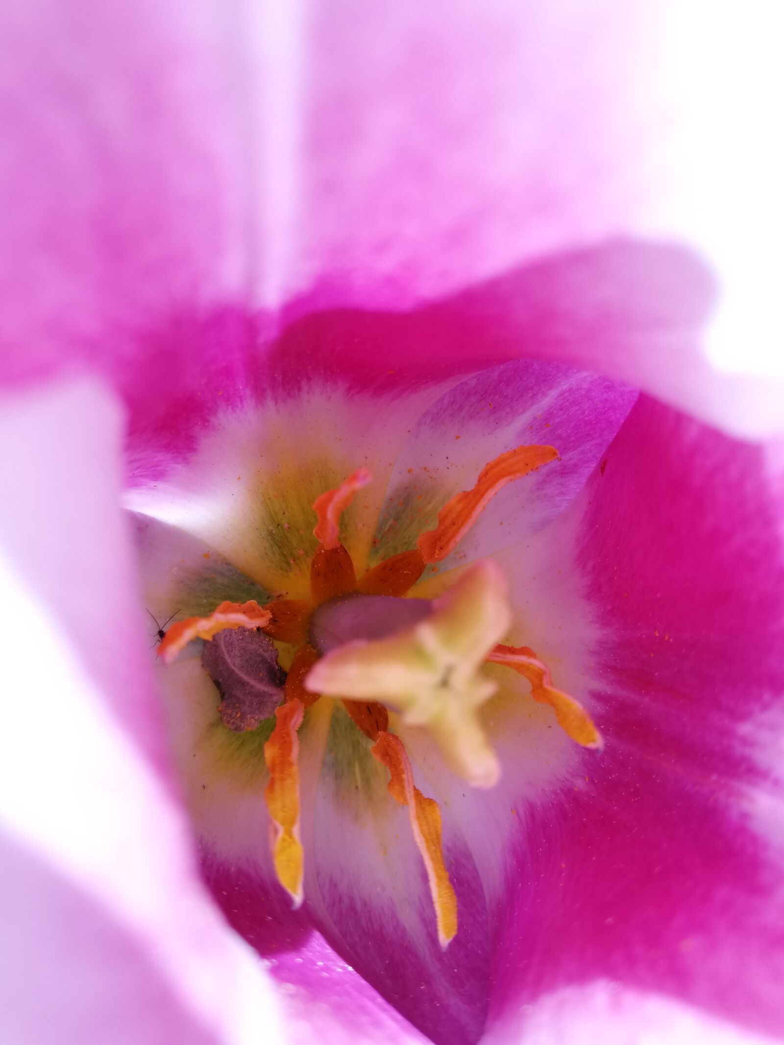 HUAWEI P20 lite sample photo. Tulip, flower, pink photography