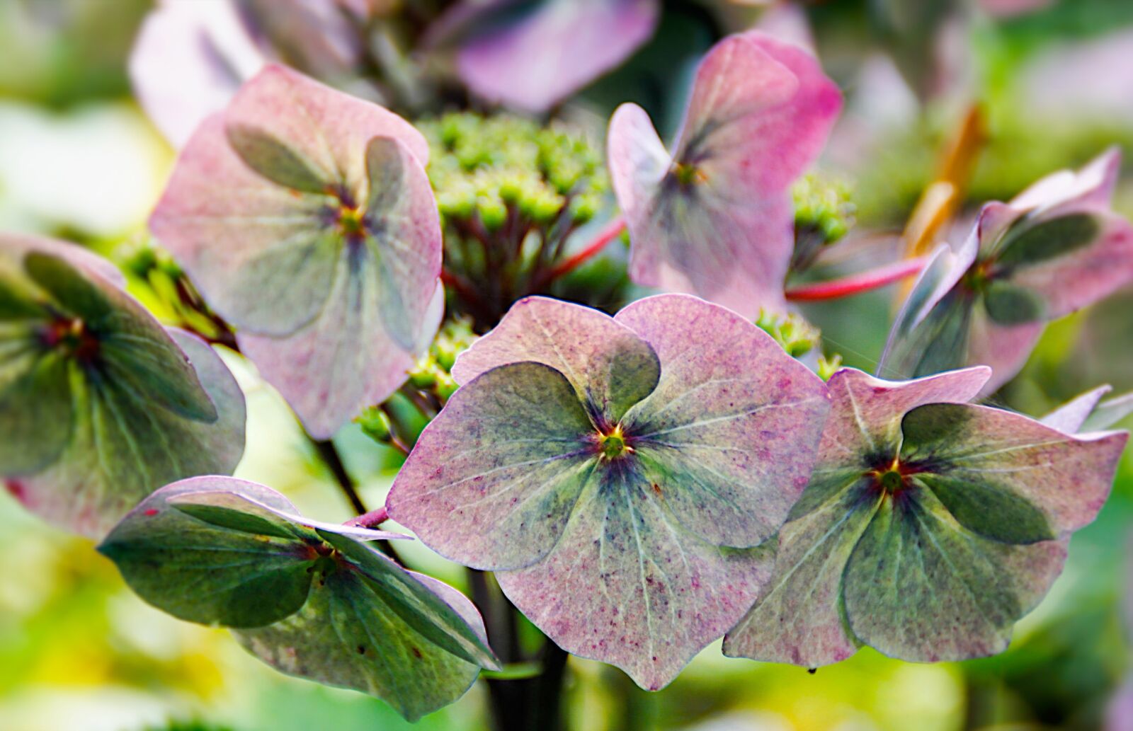 Canon EOS 60D sample photo. Hydrangea, flowers, blue photography