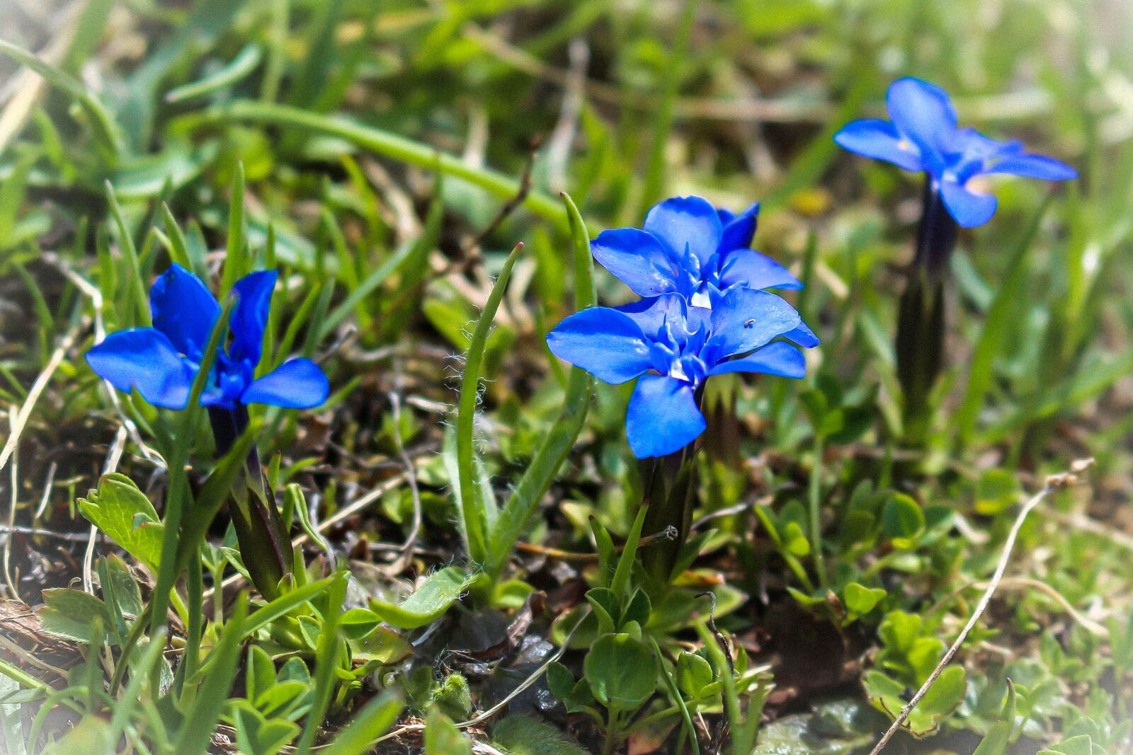 Canon EOS 100D (EOS Rebel SL1 / EOS Kiss X7) sample photo. Flowers, mountain, nature photography