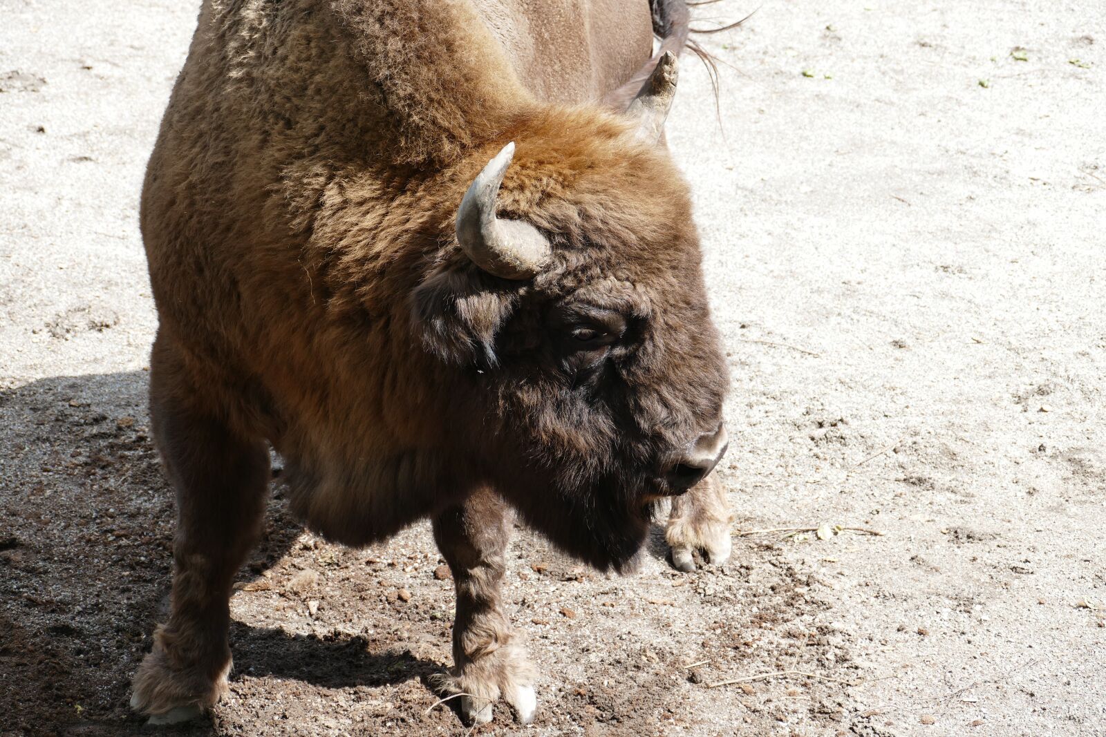 Panasonic Lumix DMC-FZ1000 sample photo. Stockholm, skansen, sweden photography