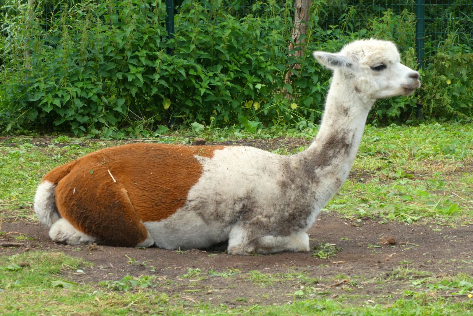 Panasonic Lumix DC-ZS70 (Lumix DC-TZ90) sample photo. Alpaca, petting, mammal photography